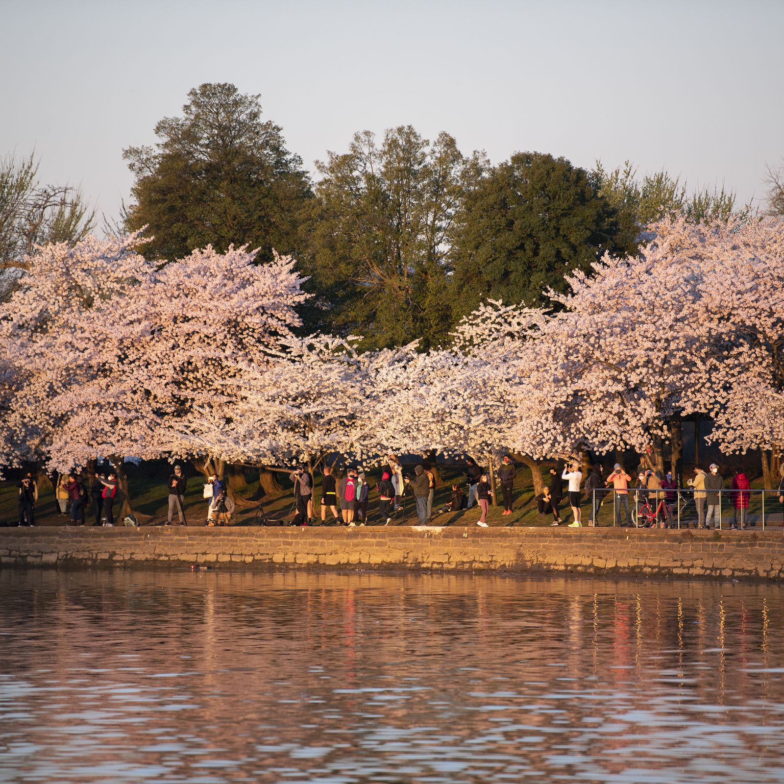 When And Where To See The Cherry Blossoms Bloom In DC 2023