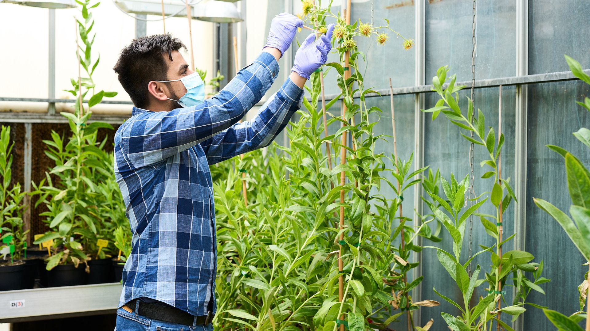 Man wearing a blue plaid shirt, gloves, and a face mask tending tall green plants with yellow flowers in a greenhouse.