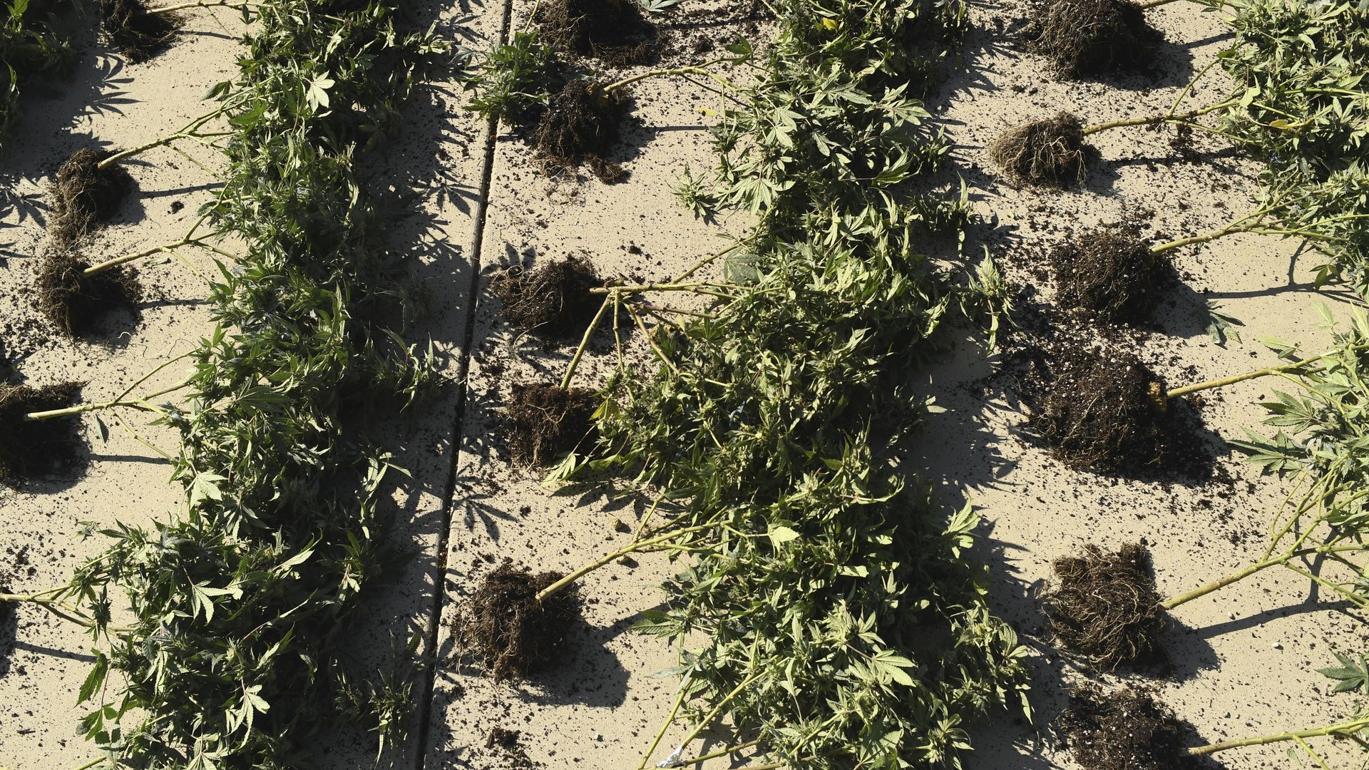 Marijuana plants are lined up in a driveway.