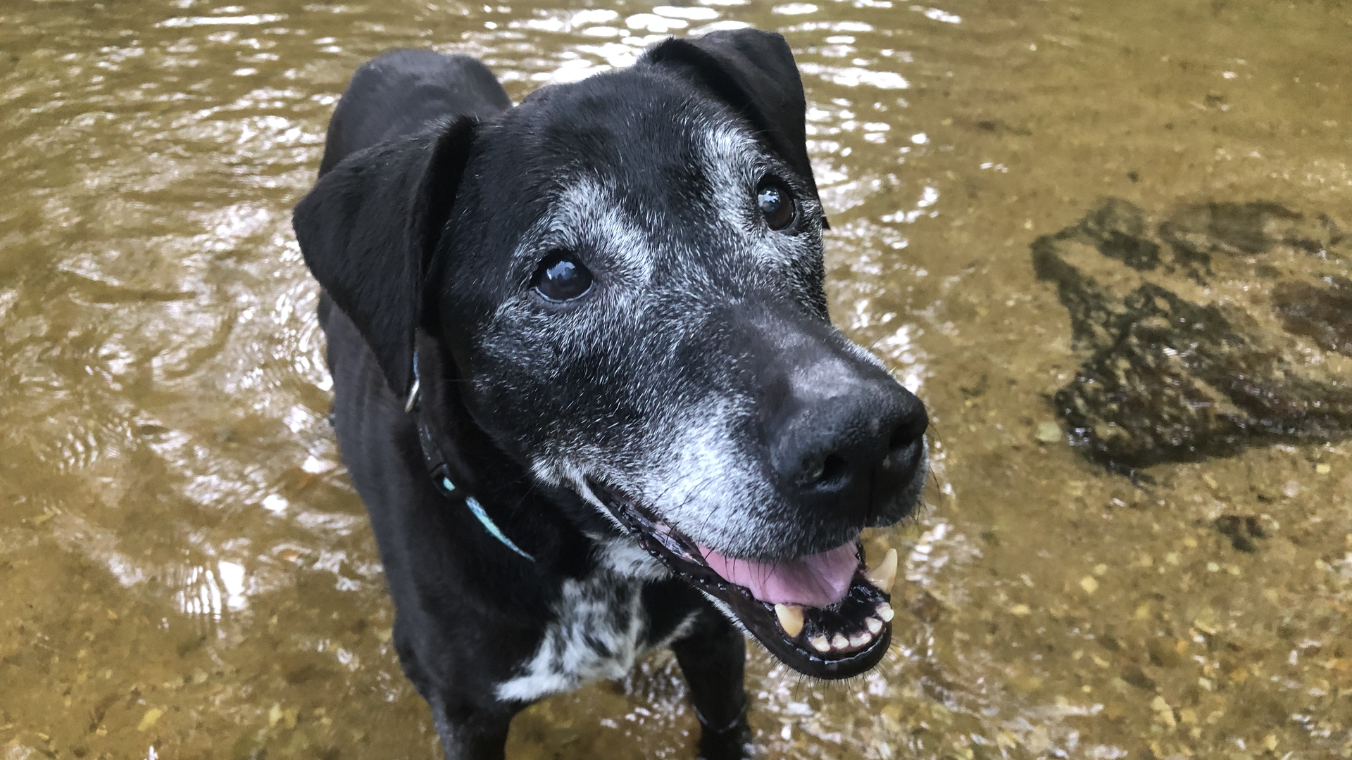 Lucy, a 16-year-old Lab mix, standing in a creek.