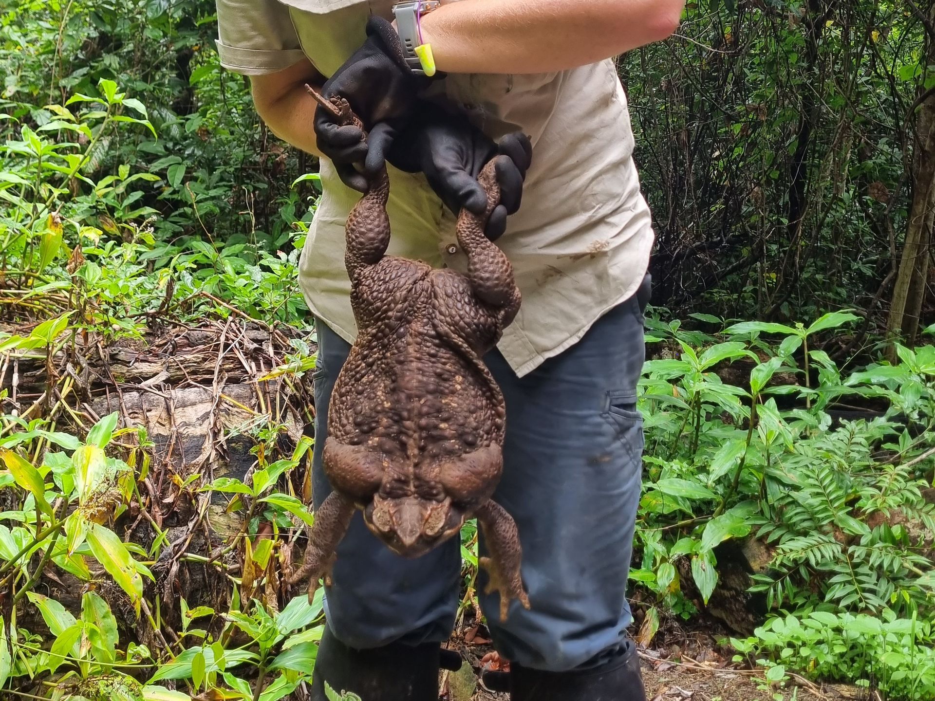 Giant cane toad discovered in Australia dubbed 'Toadzilla