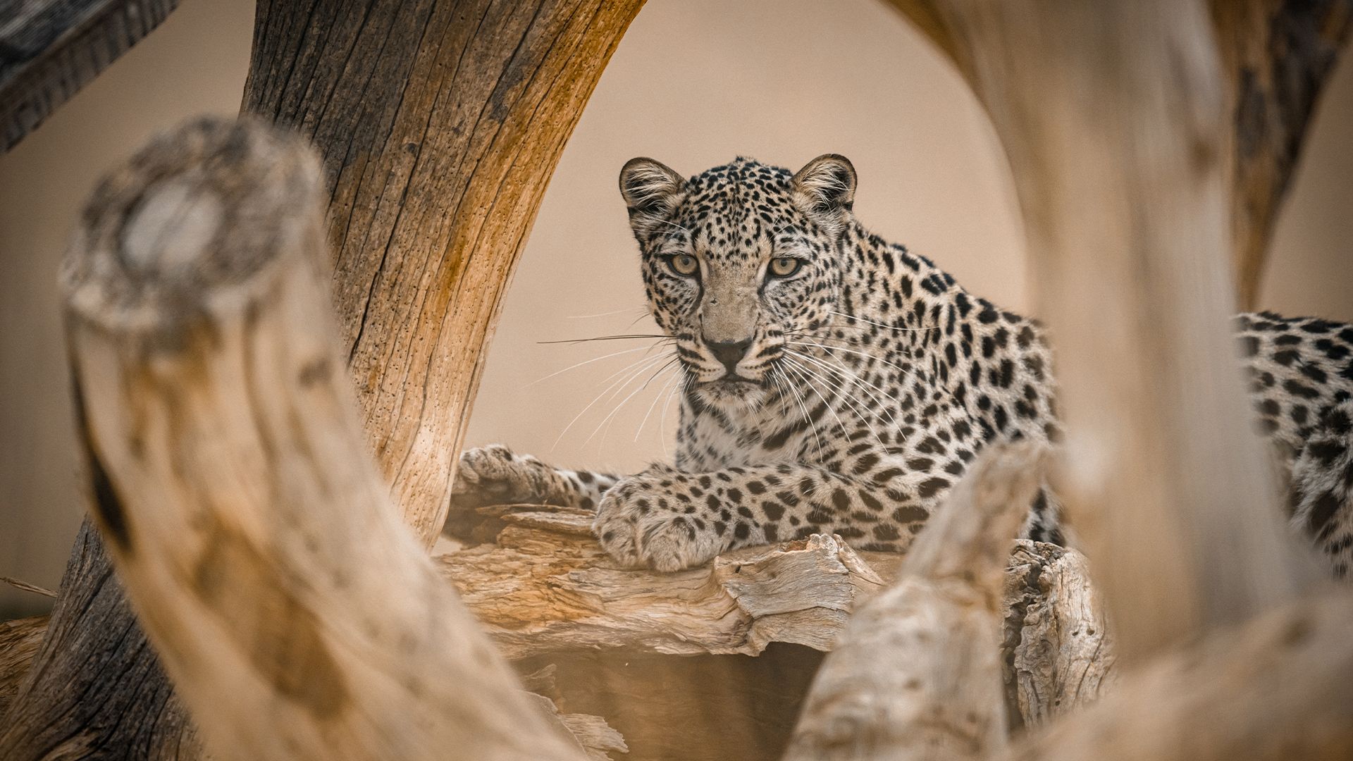 A leopard rests on a rocky ledge among large wooden branches, its spotted coat and long white whiskers visible as it gazes forward.