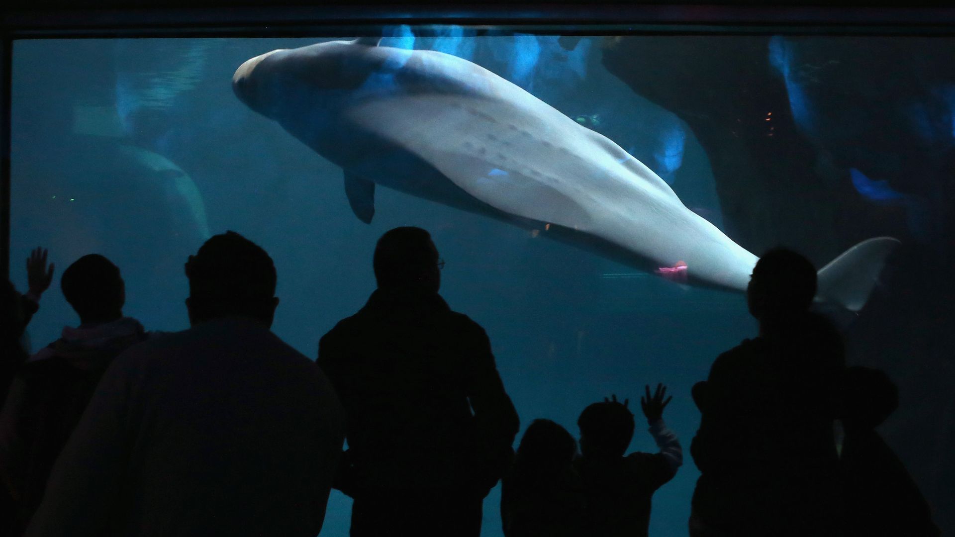 A pale beluga whale swims in a blue aquarium, viewed through glass by silhouetted visitors in the foreground.