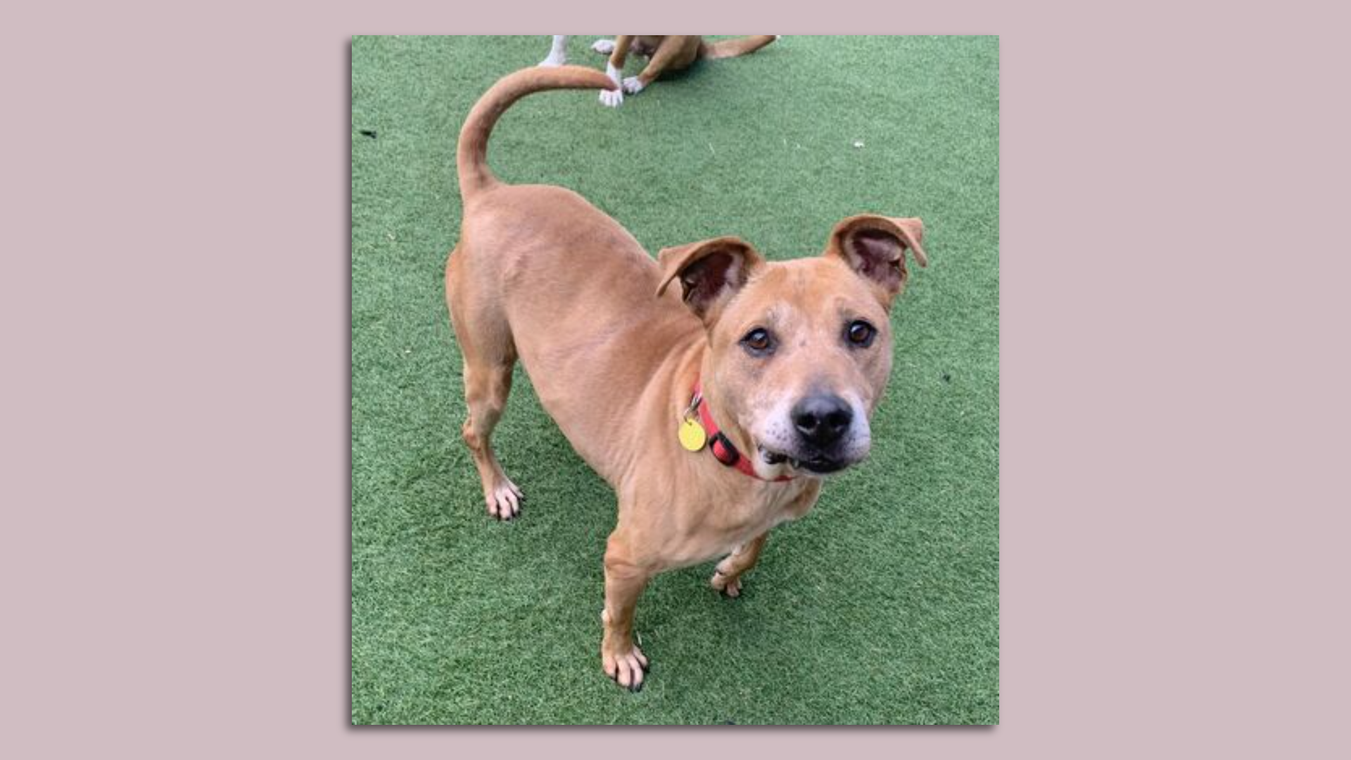 A photo of a sweet dog who needs a home