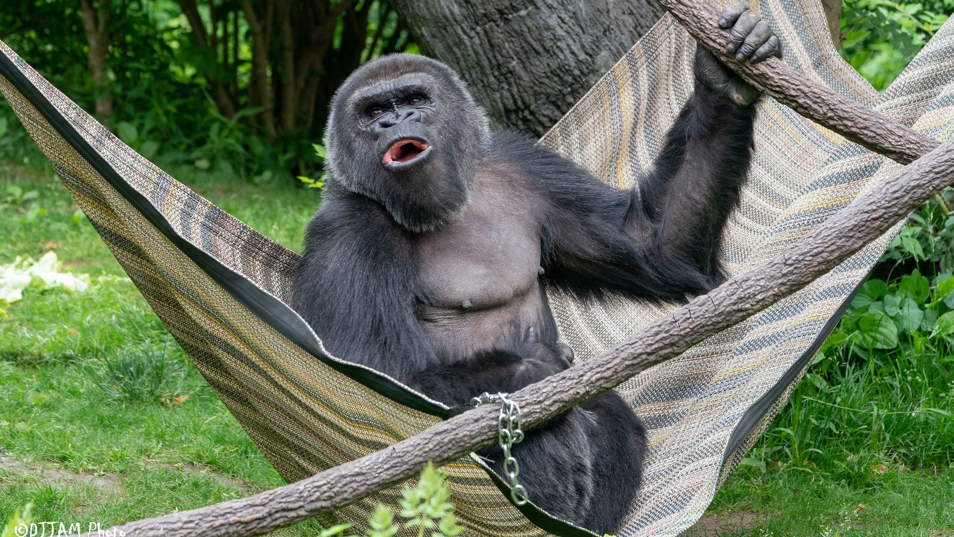 Adult gorilla lounging in a striped fabric hammock tied between branches, black fur, mouth open as if vocalizing, against a lush green forest backdrop.
