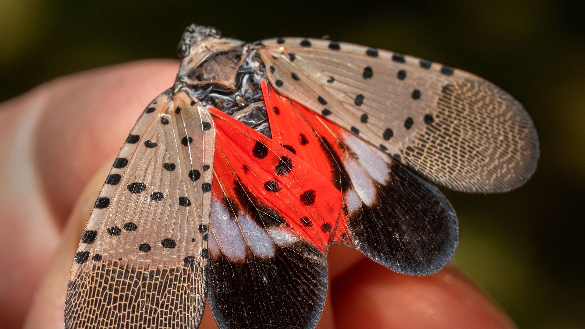 A closeup of a spotted lanternfly shows the insects' distinctive dotted brown wings and red abdomen.
