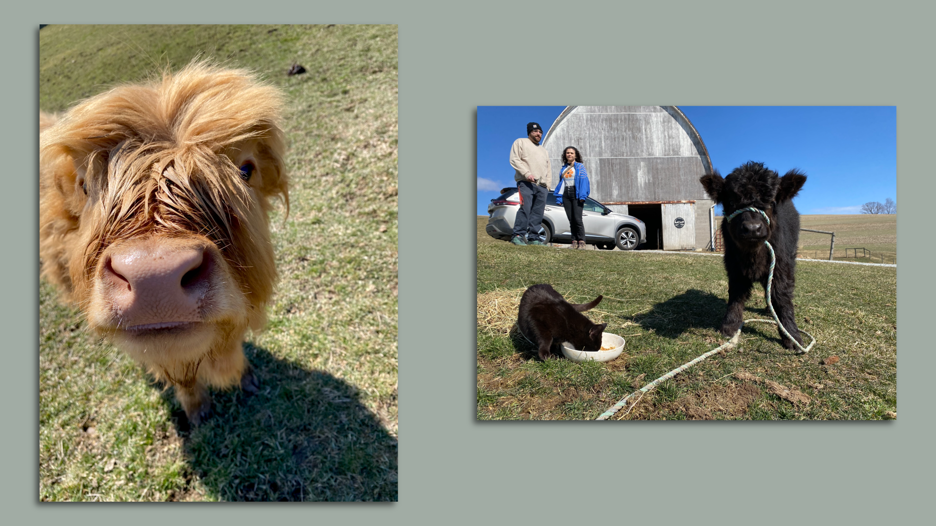 Cows at Hickory Highlands
