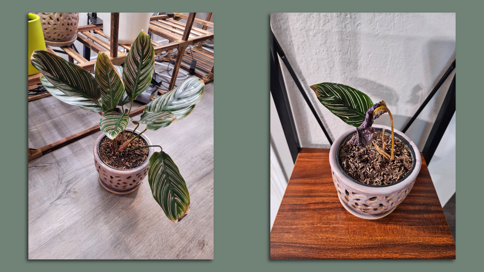 dracaena fragrans golden coast Dracaena Fragrans (Golden Coast) – Bastana Online Gardens main image 0