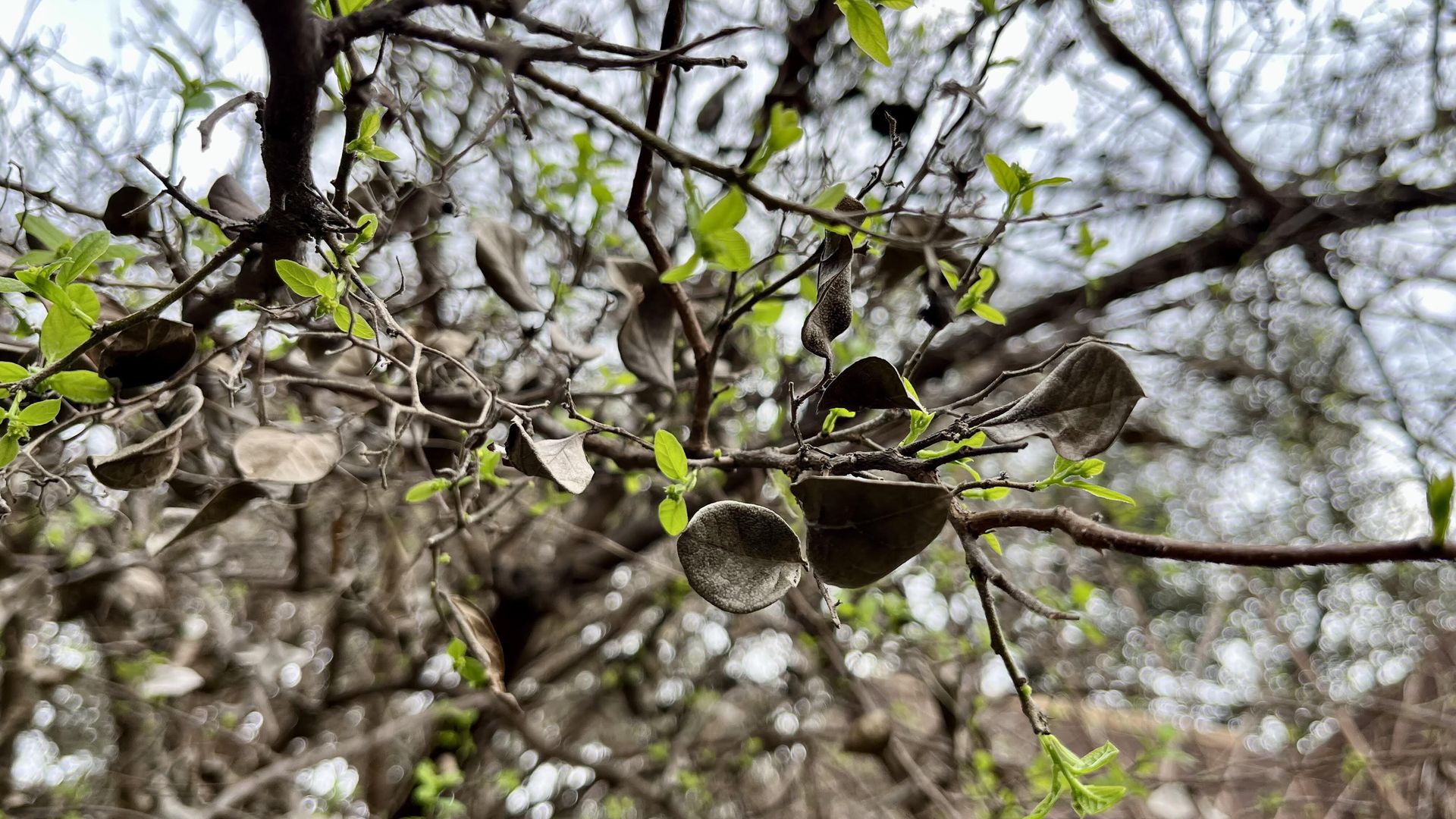 Close-up of tree branches with a mix of dry brown leaves and fresh green leaves against a blurred sky background, capturing the transition from winter to spring.