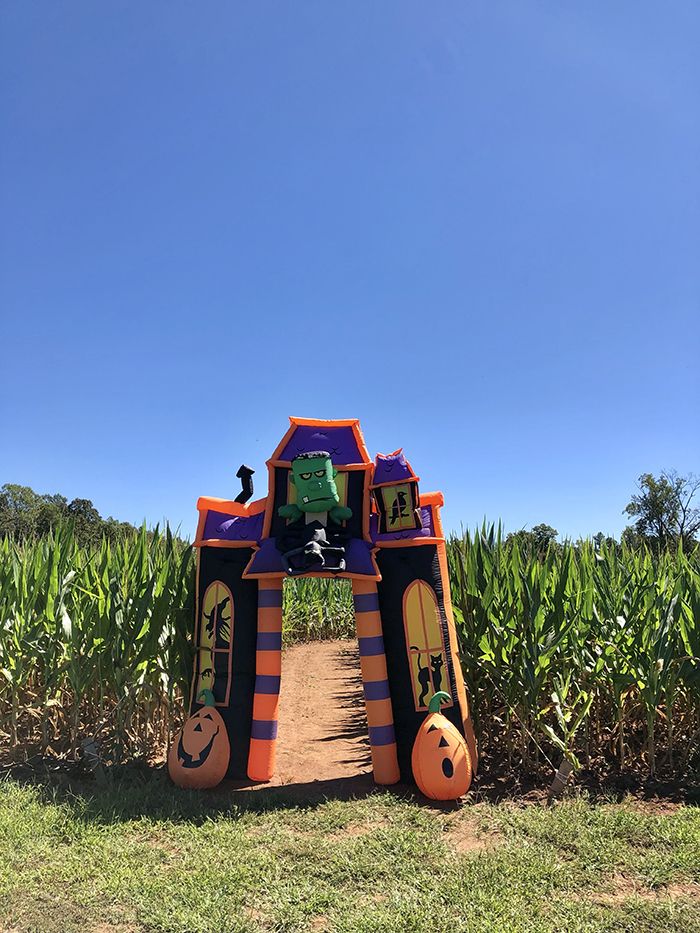 hall family farm corn maze