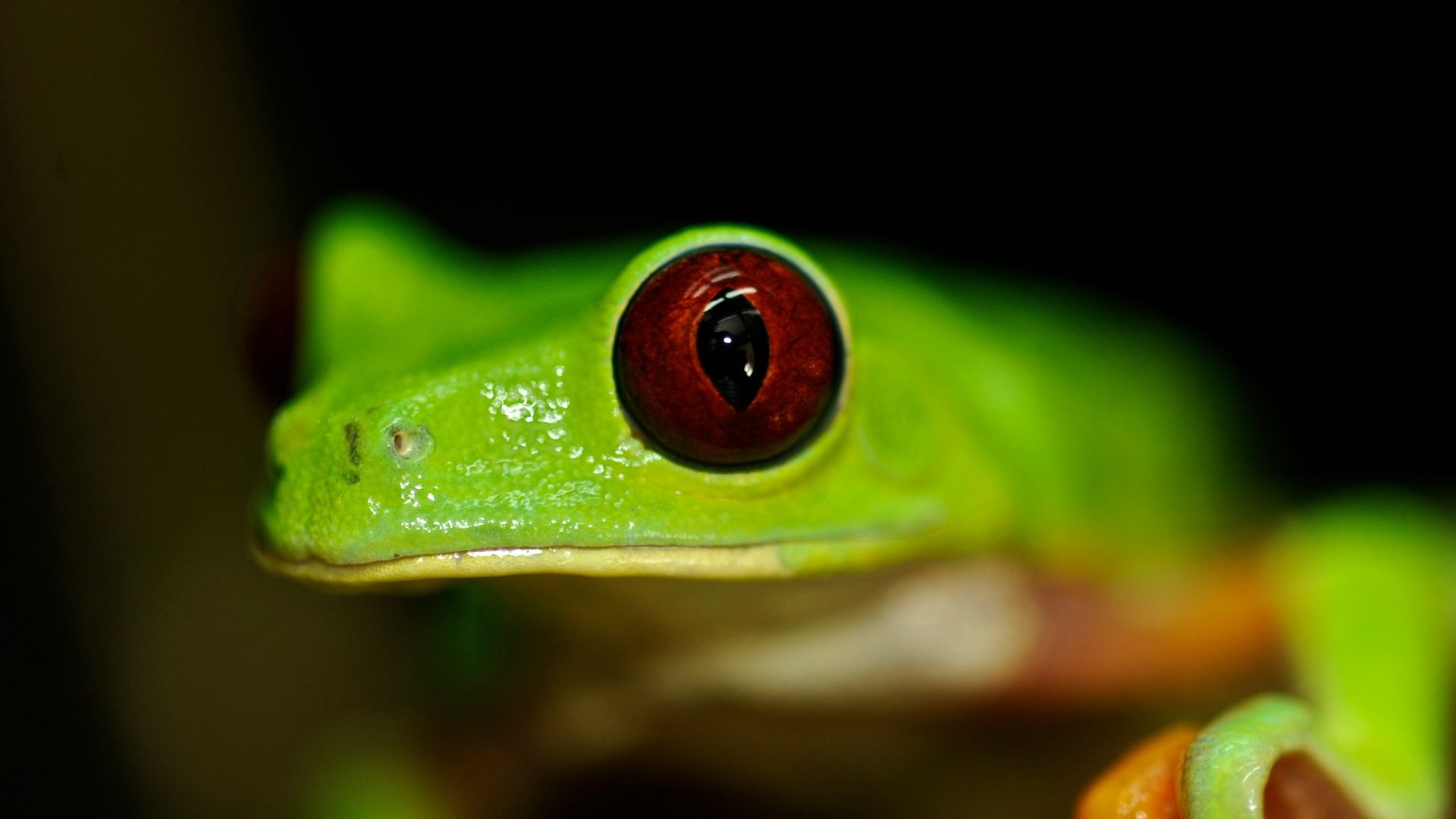 Red-Eyed Leaf Frog