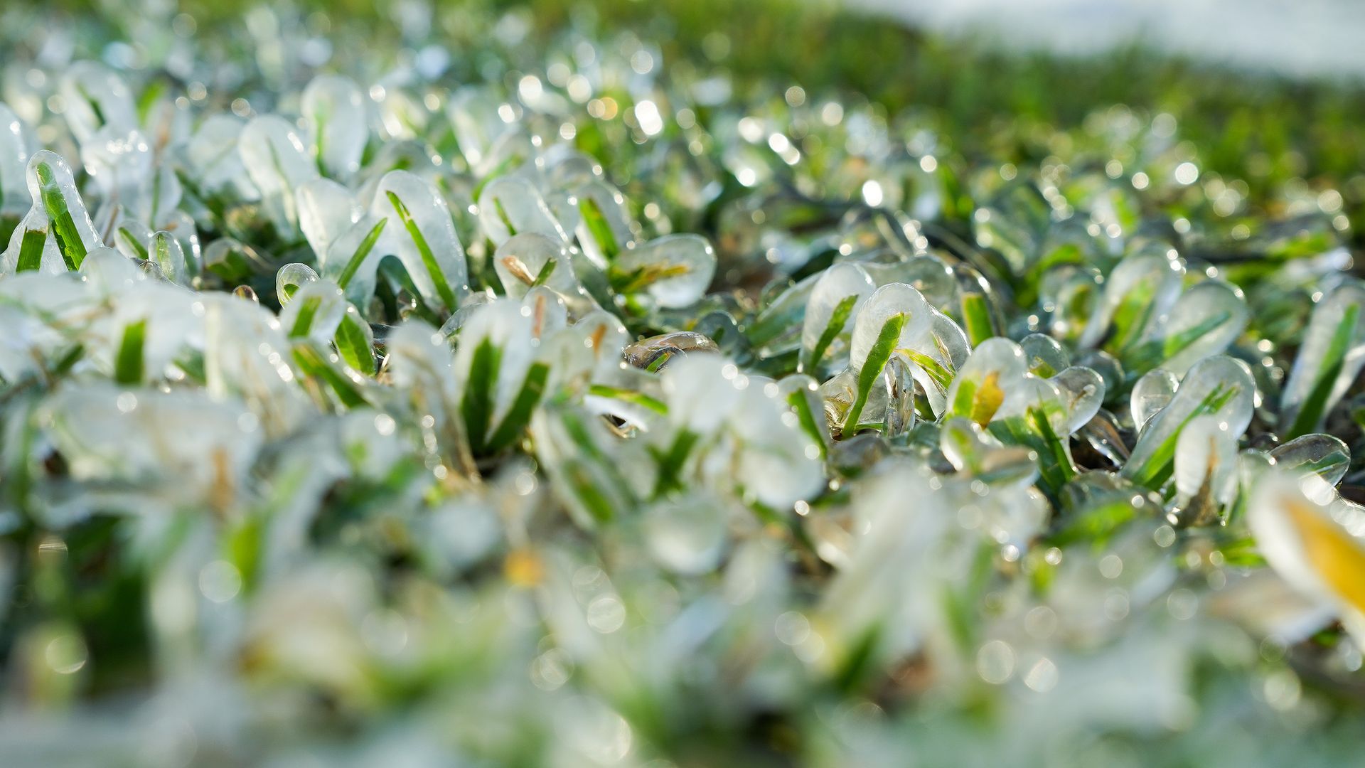 Photo of blades of grass being covered in ice. 