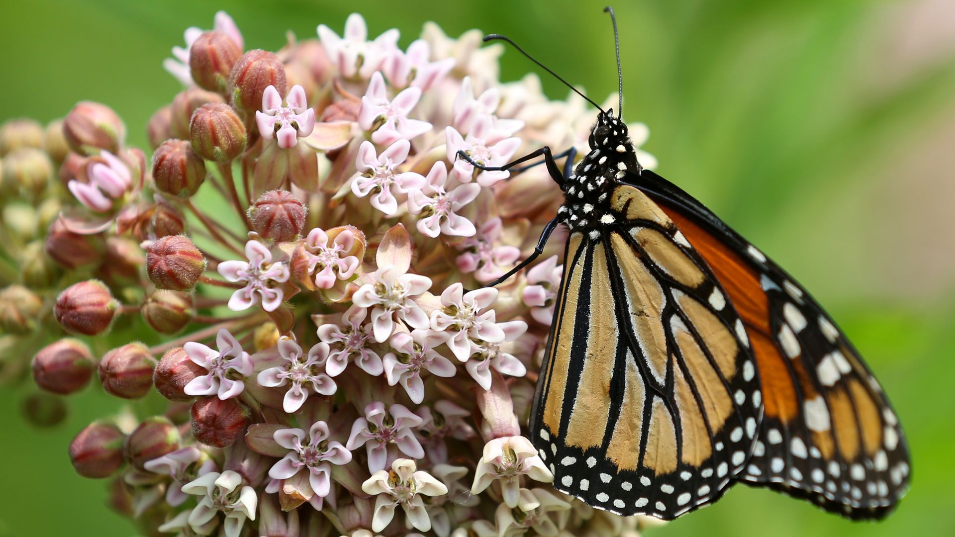 Monarch butterfly perched on a milkweed plant flower in Toronto, Ontario, Canada, on July 08, 2022. 