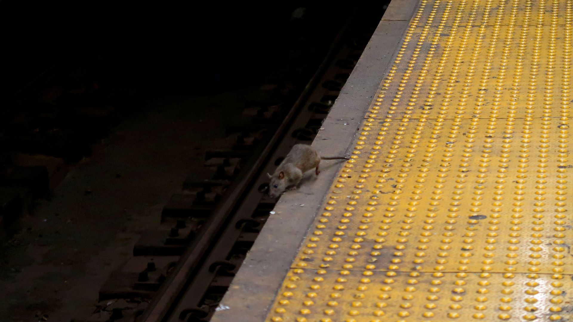 A rat scavenges for food on the subway platform at Herald Square September 3, 2017 in New York Cit