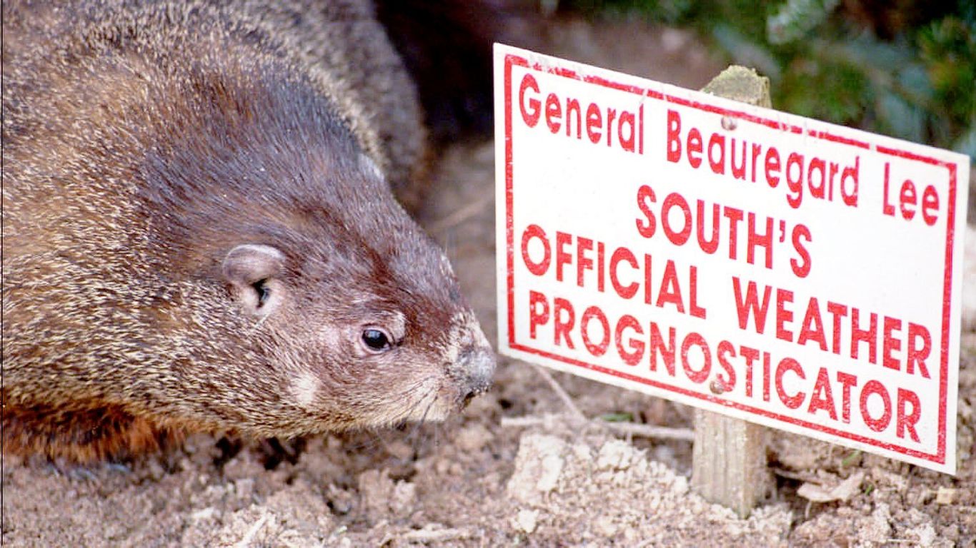 Move over, Phil: Meet Beau, the South's groundhog - Axios Atlanta