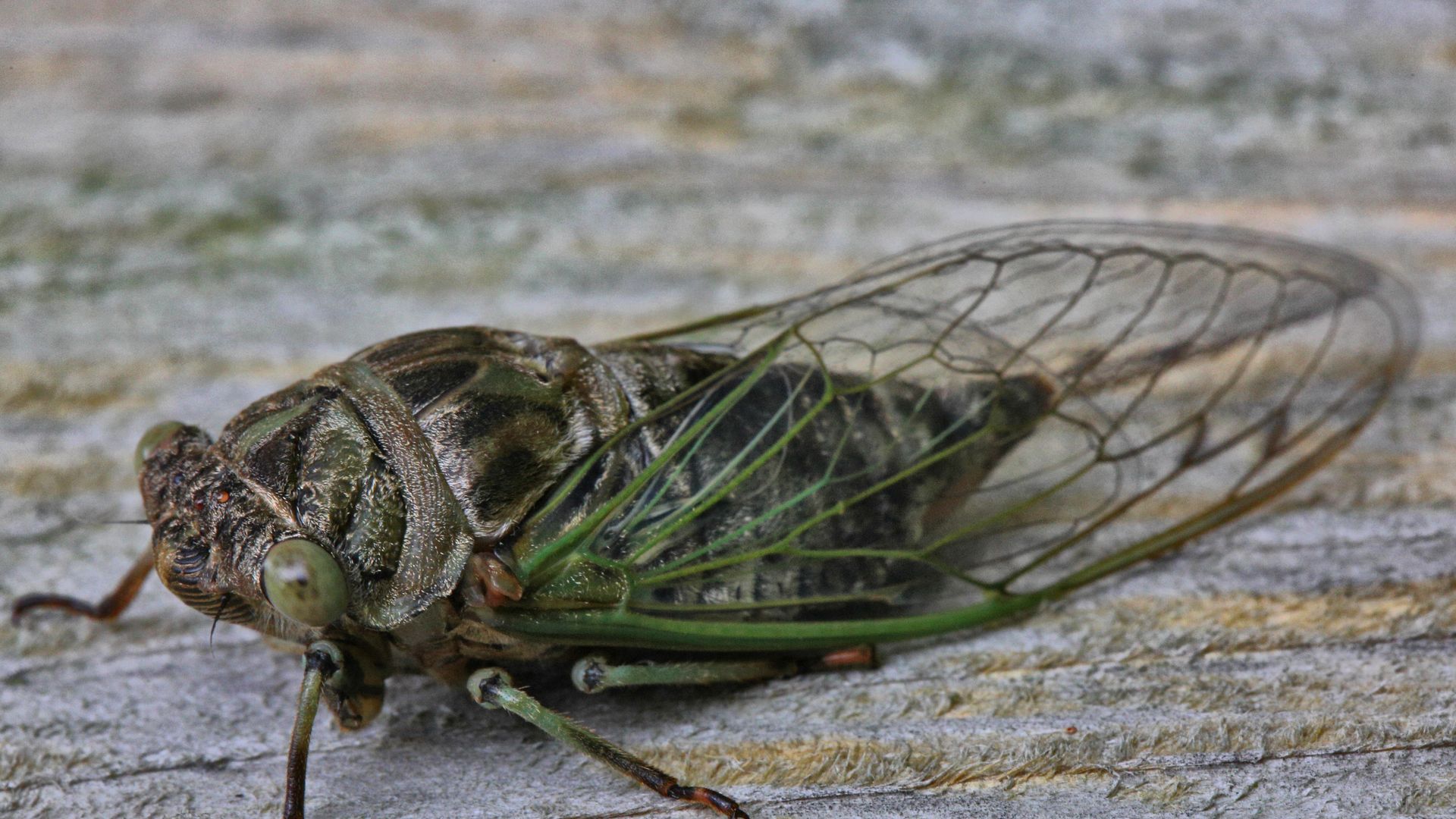 cicadas