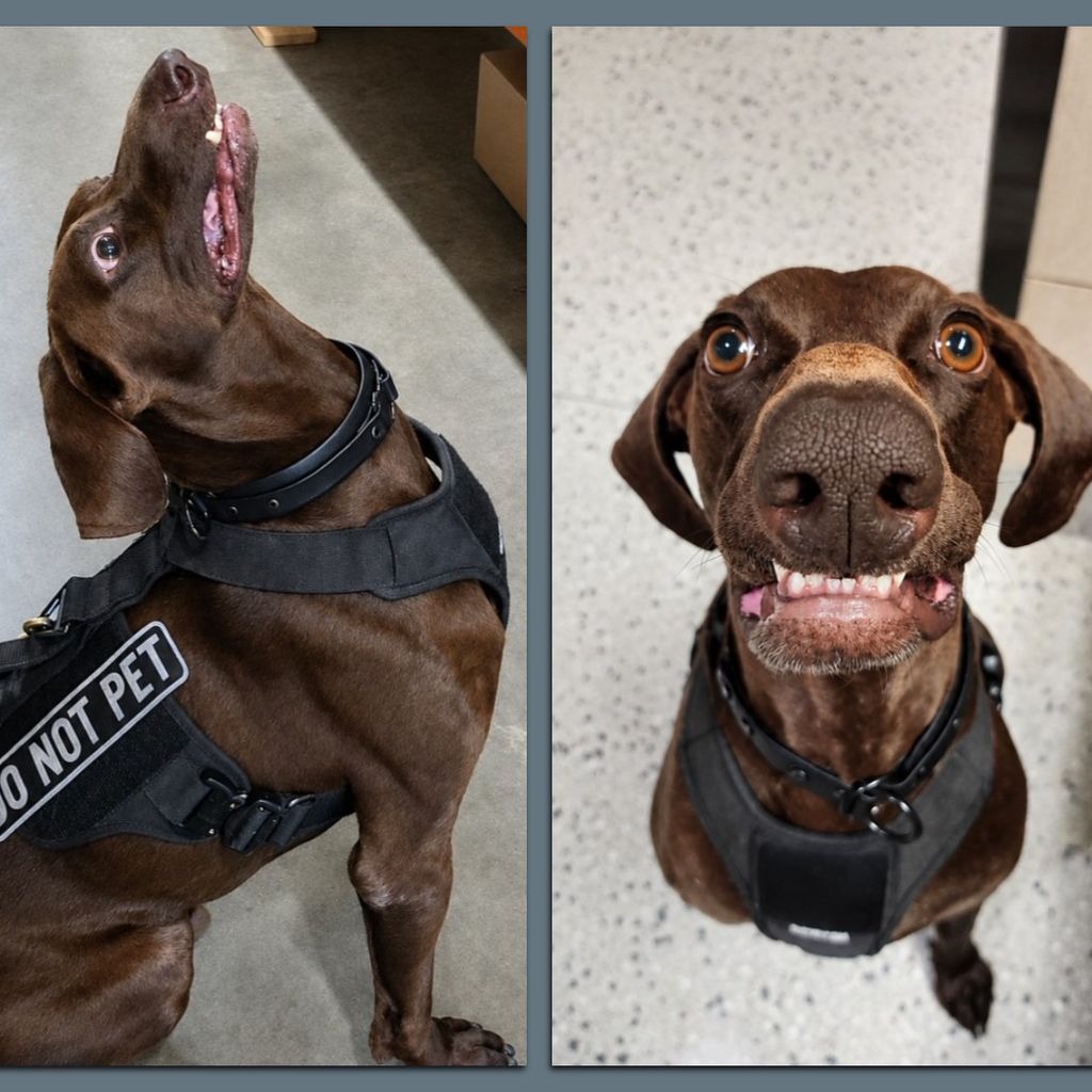 ダーク・マジシャン PSA9 ミント 2025年発行 TSA dog at DFW Airport voted top for 2026 - Axios Dallas