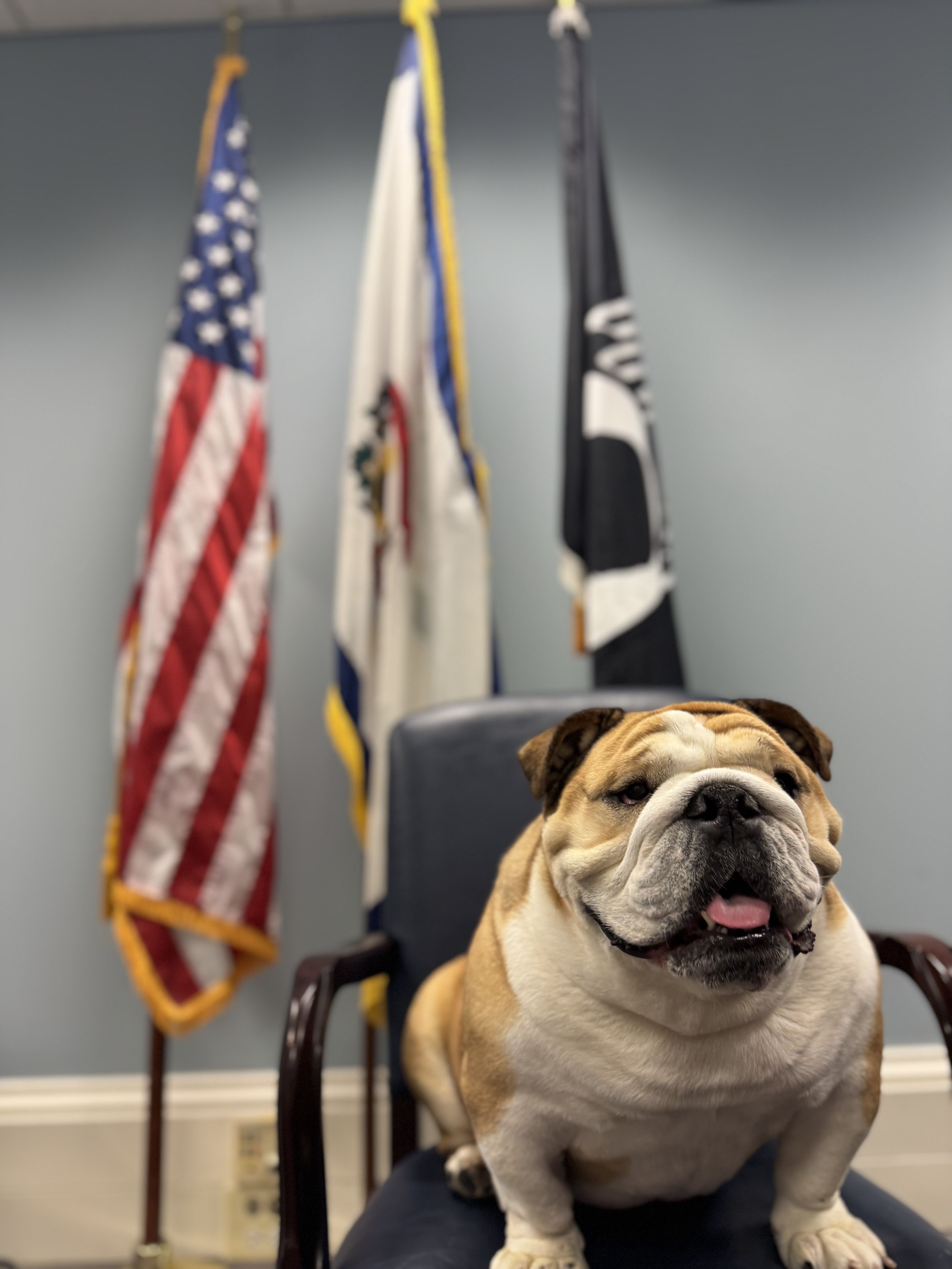Sen. Jim Justice's bulldog, Babydog, sits on a chair in front of flags in the senator's office