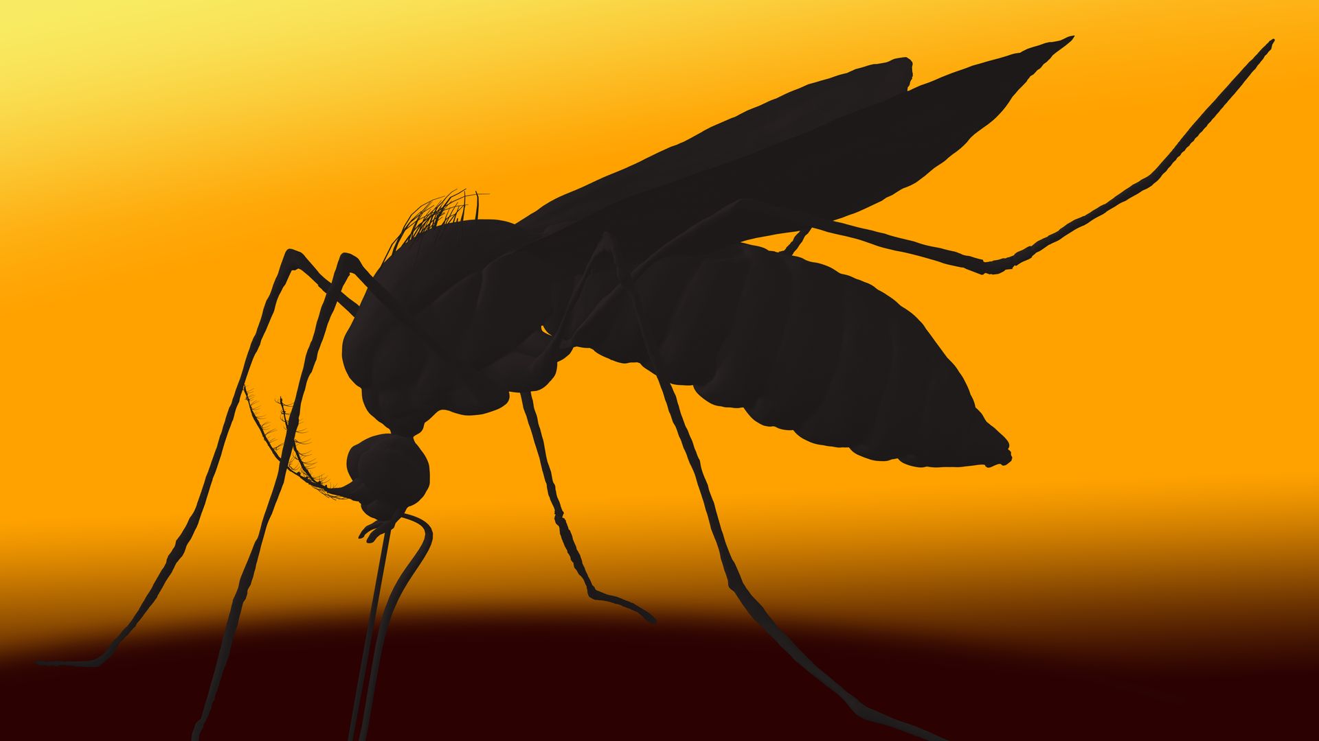 A photo of a mosquito.