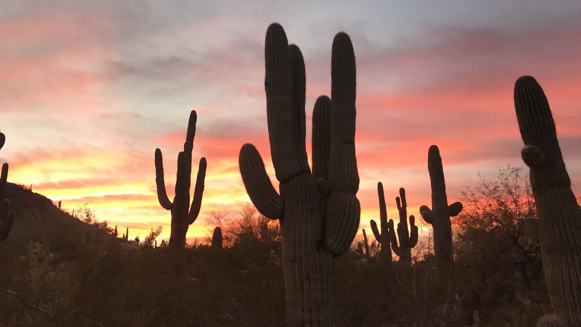 The suns setting behind saguaro cactuses.
