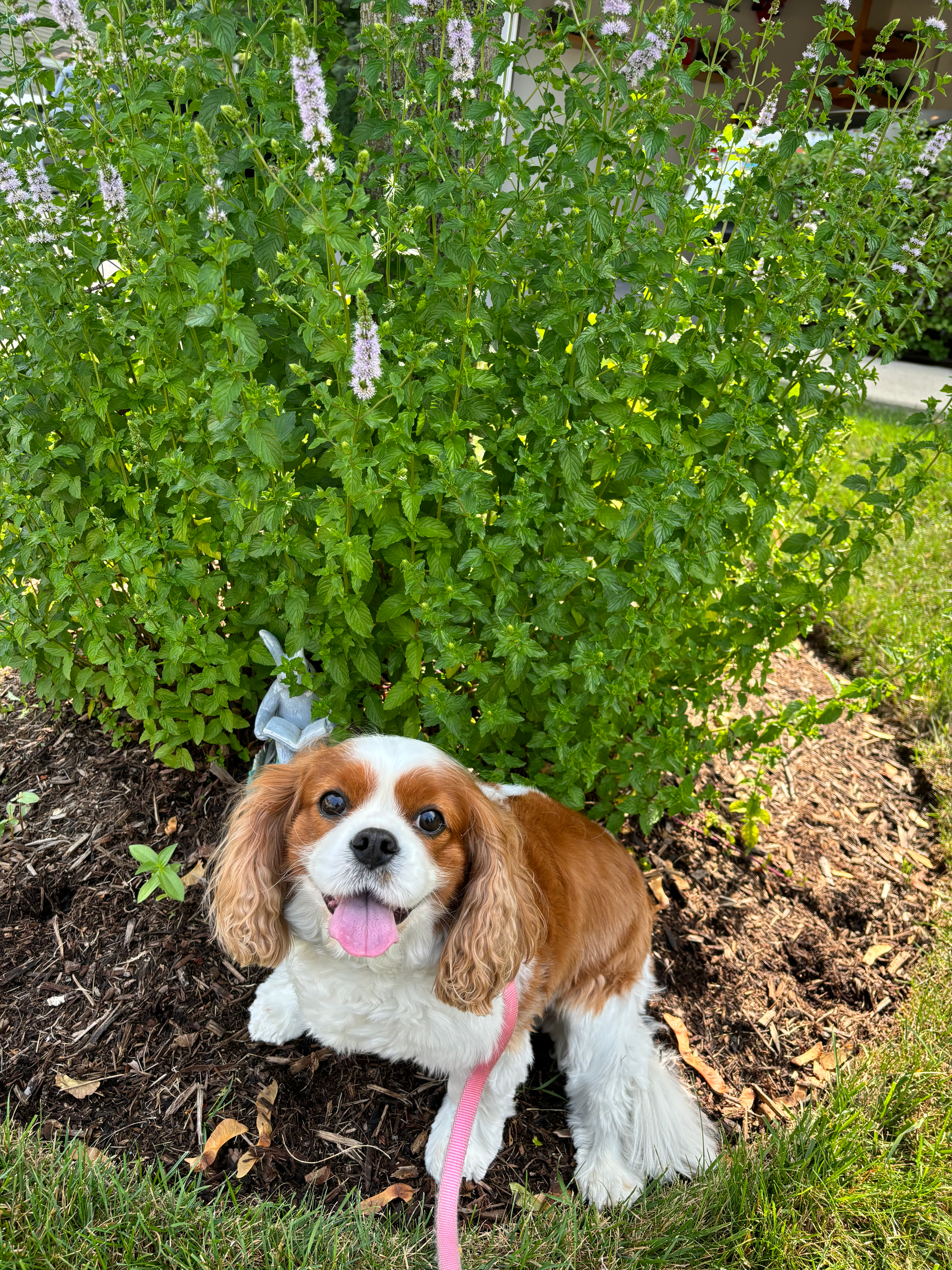 dog in front of mint plant