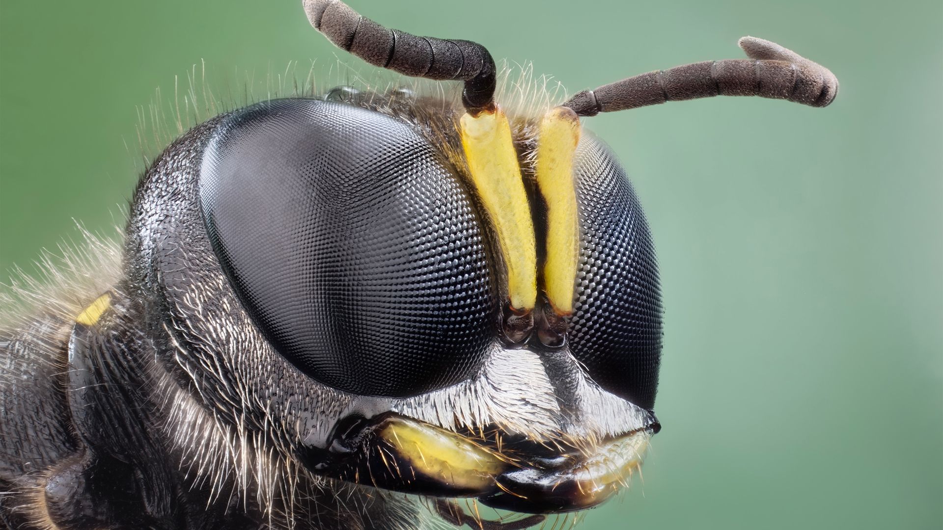 Studio image of a Ectemnius wasp