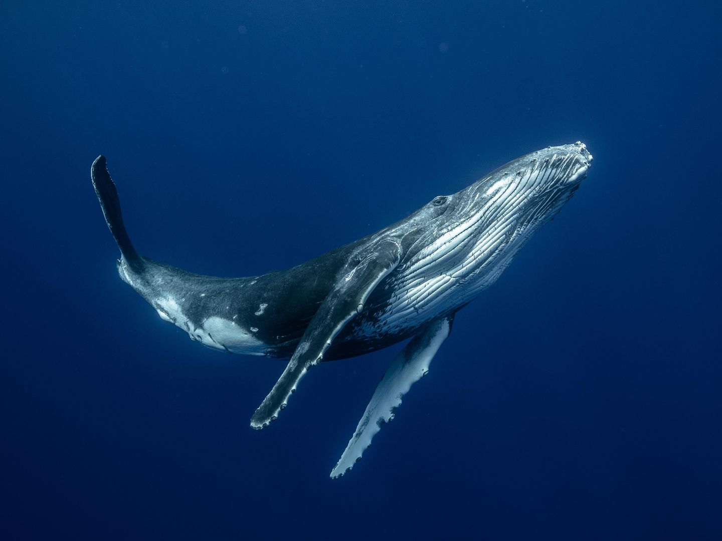 How whales sing underwater