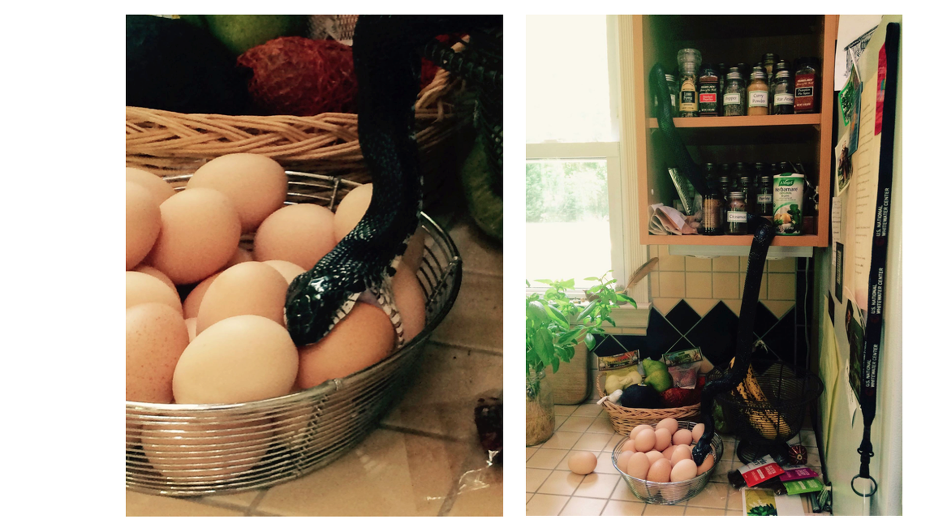 Charlotte spice cabinet snake