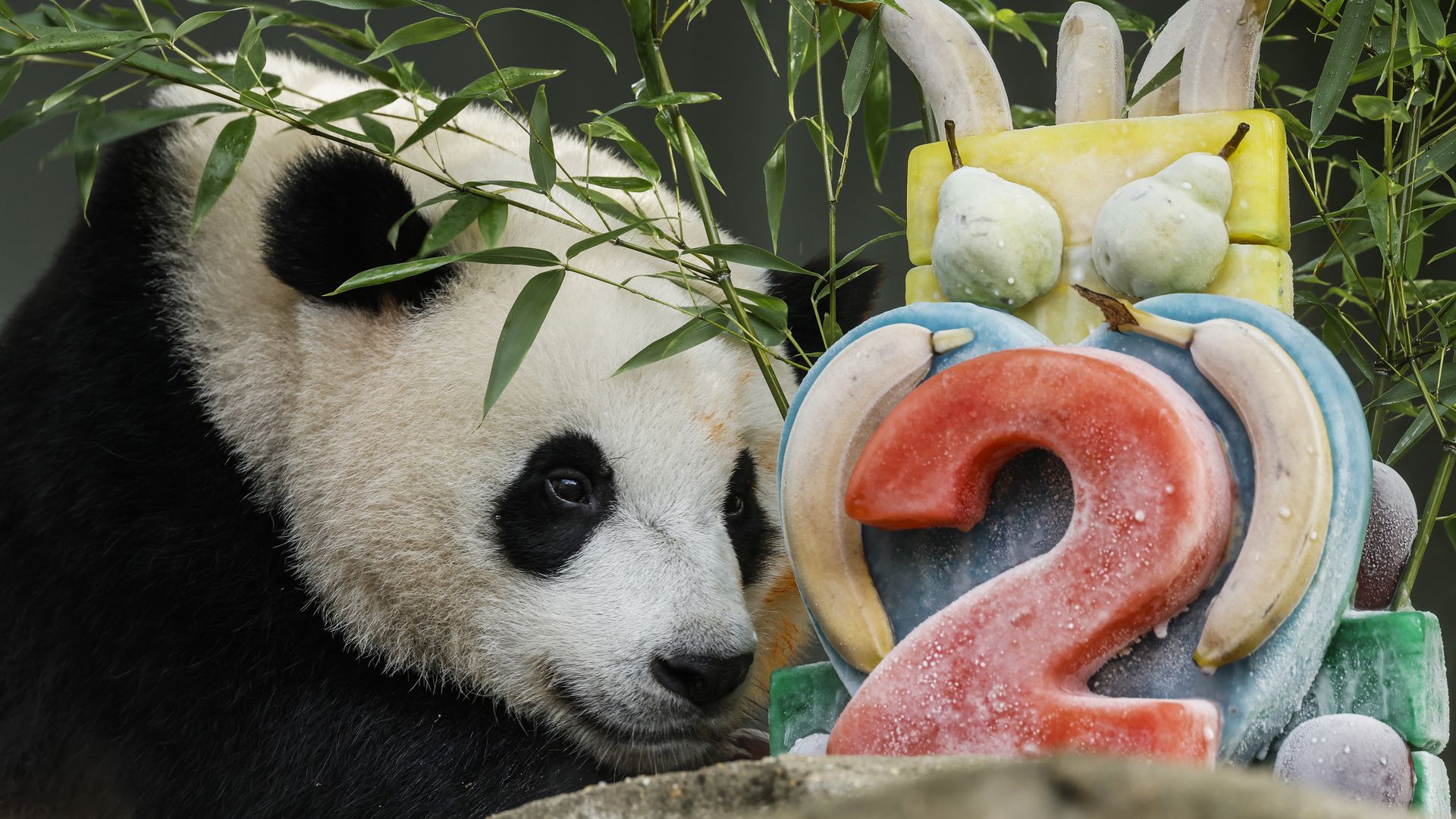 A giant panda birthday party at the National Zoo 
