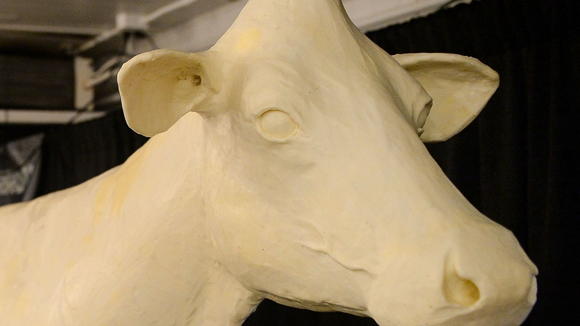 A photo of the Iowa State Fair butter cow.