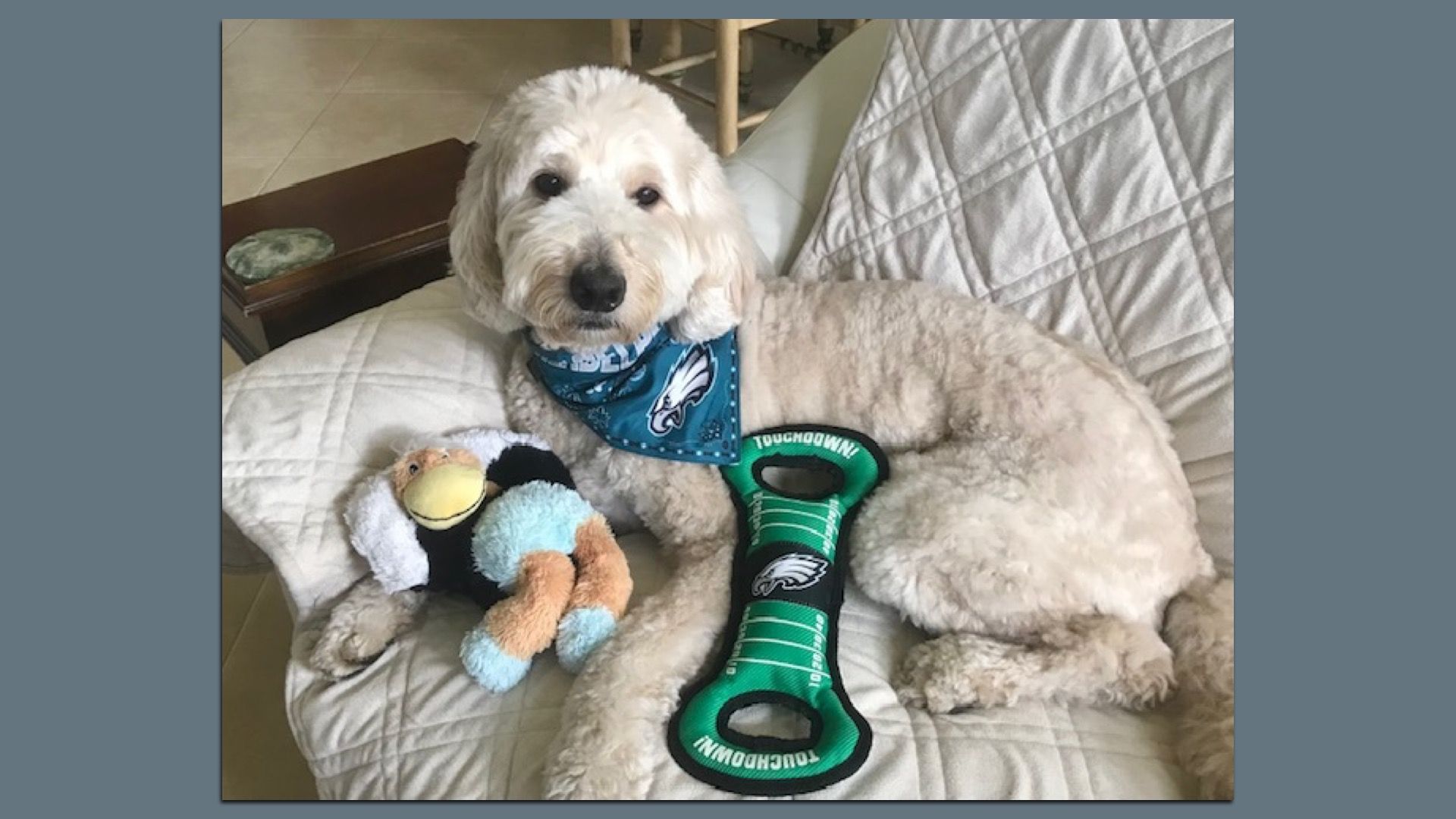 Light-colored fluffy dog lying on a quilted white couch with a blue Philadelphia Eagles bandana. Two dog toys, one plush bird and one green football-shaped toy, are beside it.