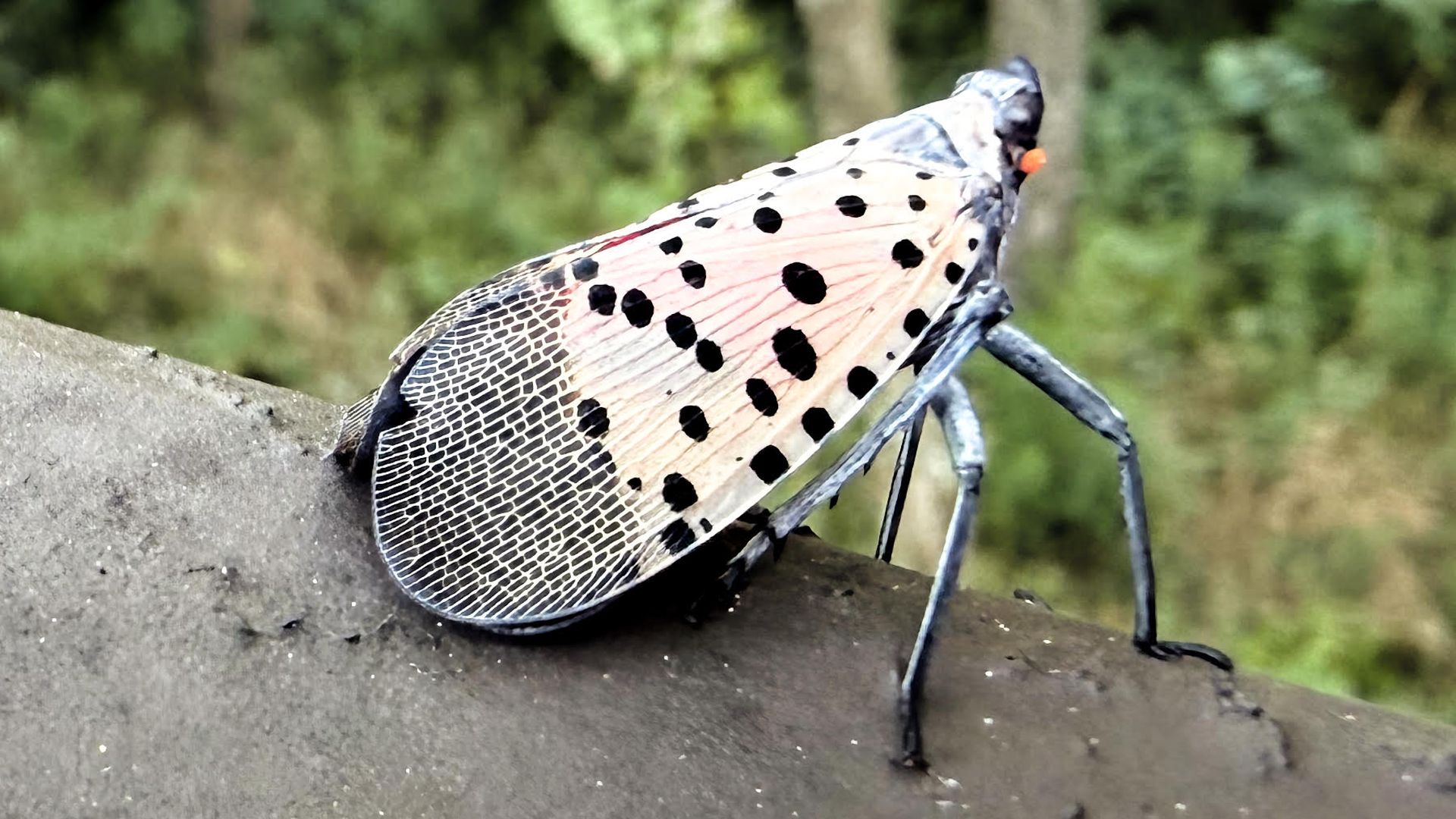 Close-up of a large pinkish moth with black spots perched on a rough concrete surface, wings patterned with veins, against a blurred green forest background.