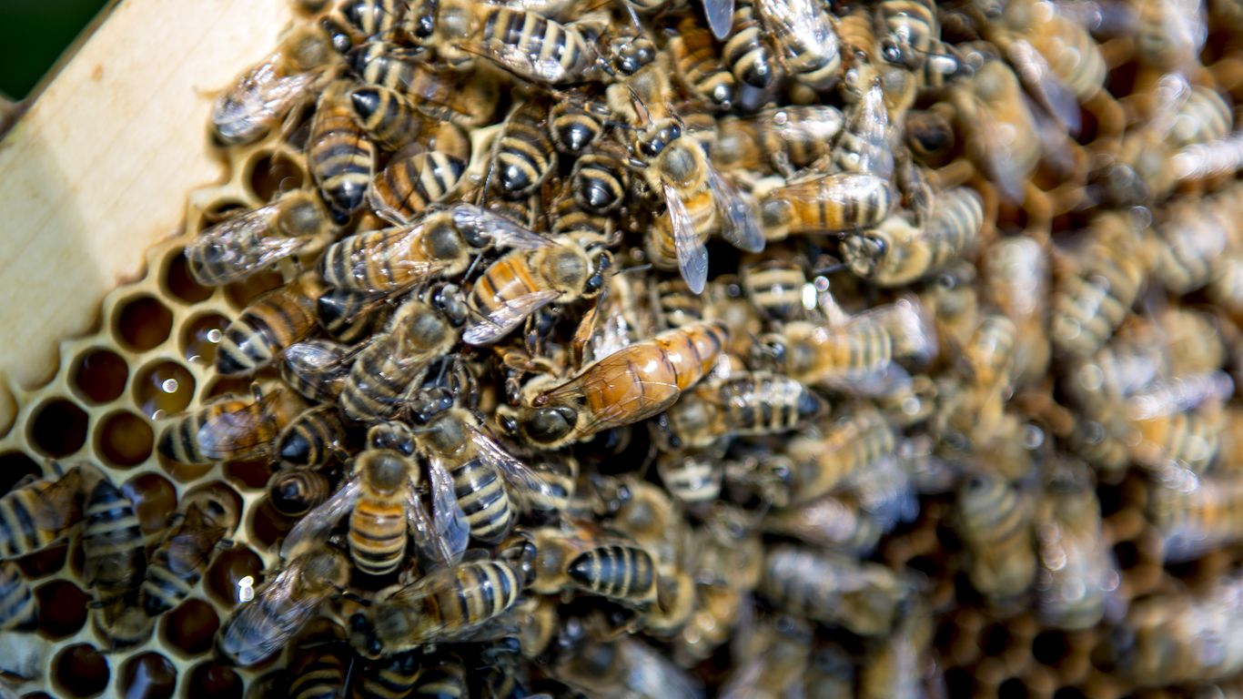 U.S. OKs vaccine for honeybees in world first