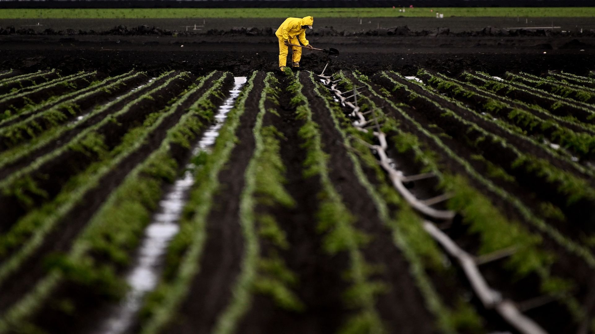 A farmworker clears a drain on a flooded field