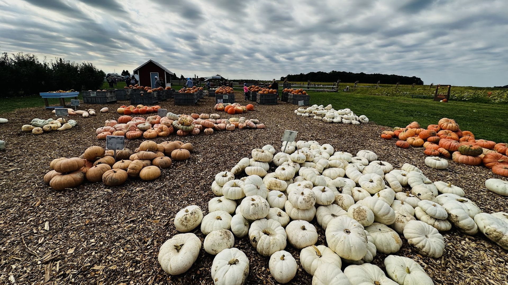 Outdoor pumpkin patch with many white, orange, and pale pumpkins scattered on wood chips under a cloudy sky, with a red barn and people in the background.