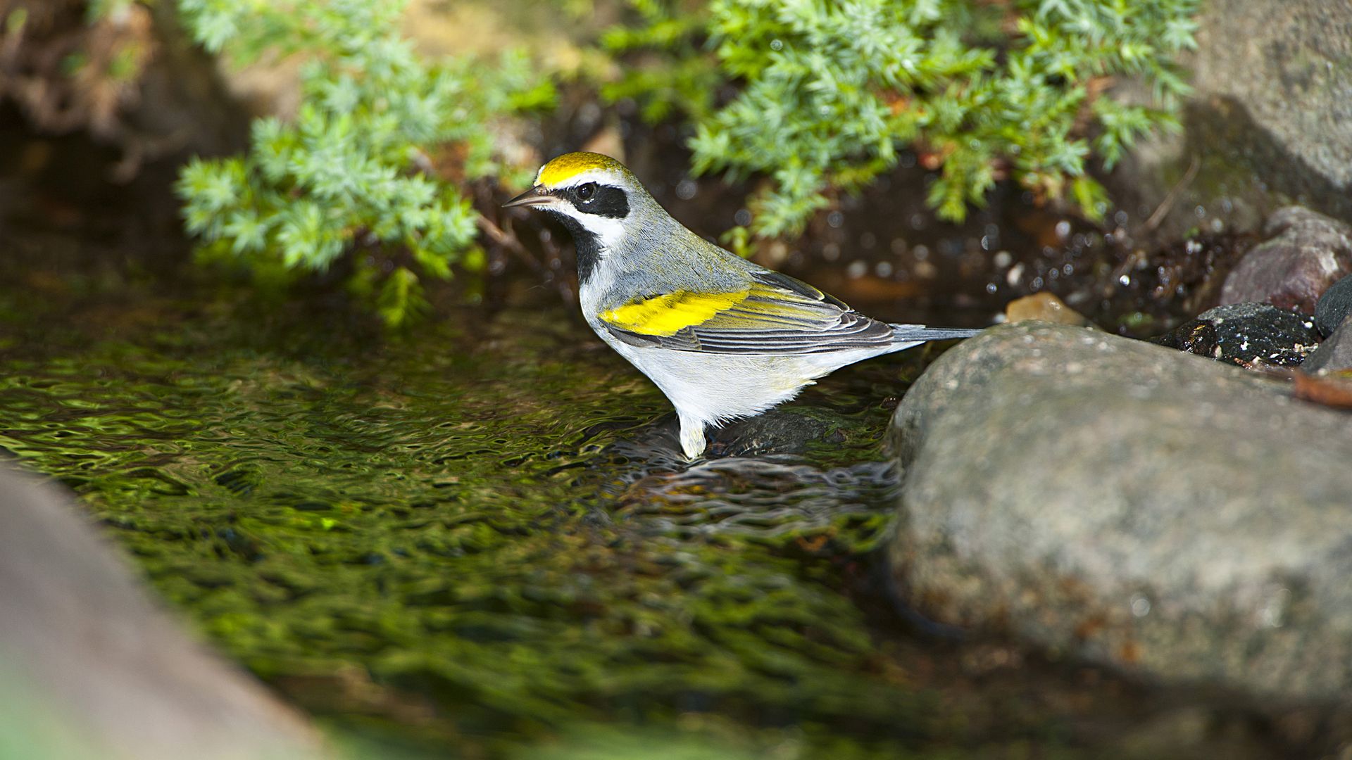 a golden-winged warbler