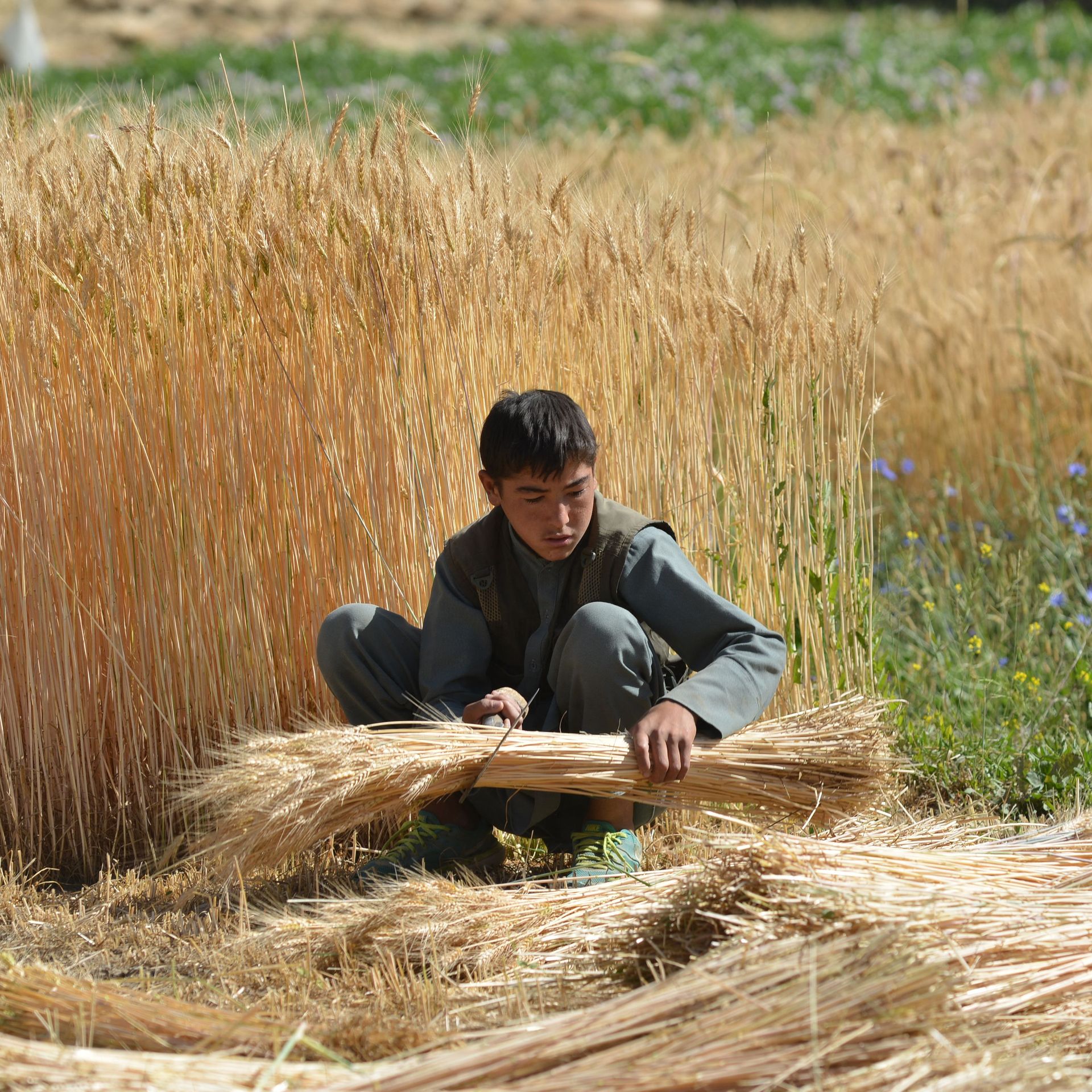 A person harvesting a wheat field in Bamiyan province in July 2022.