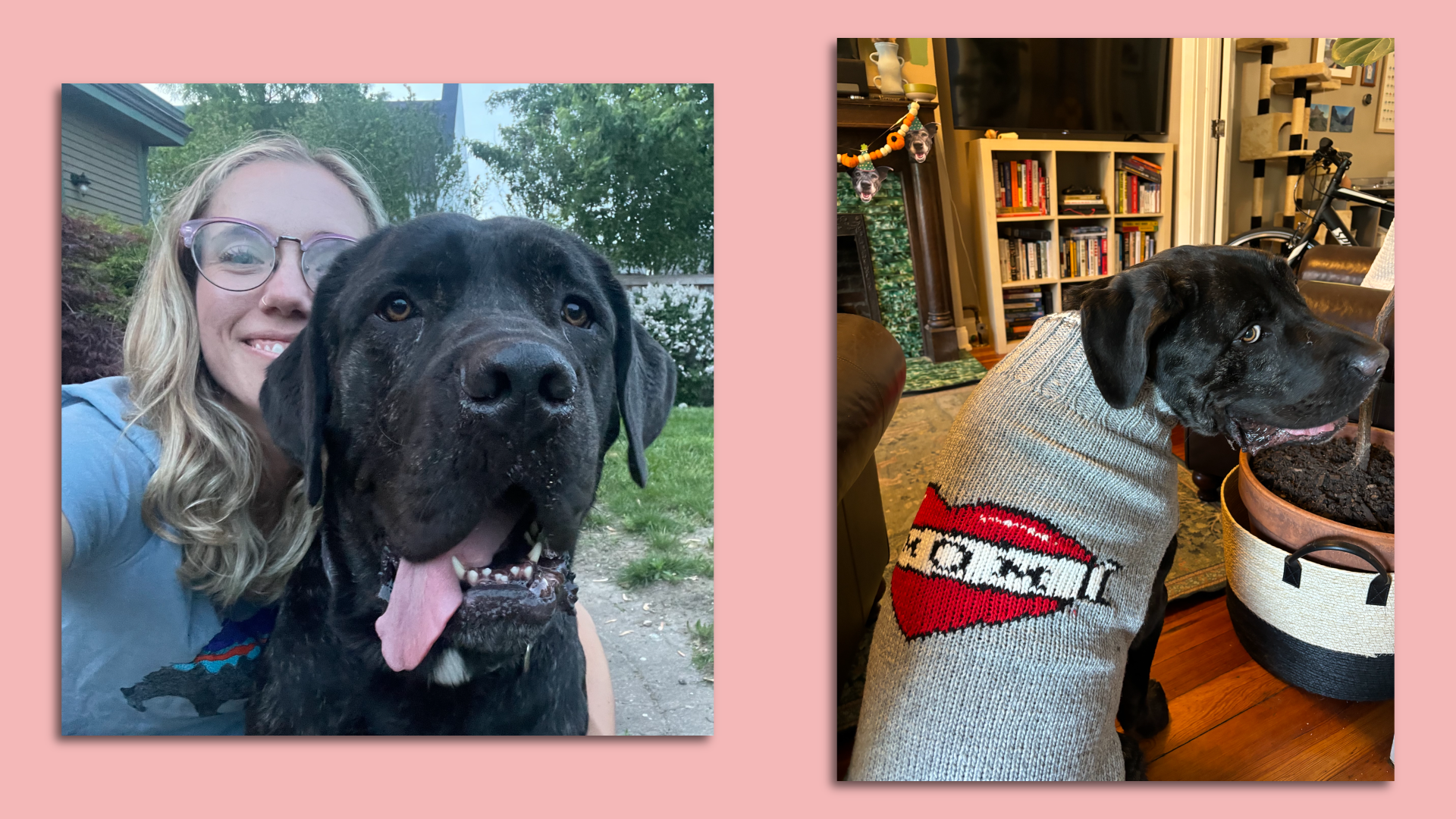 Two photos of the world's best boy -- a giant black dog.