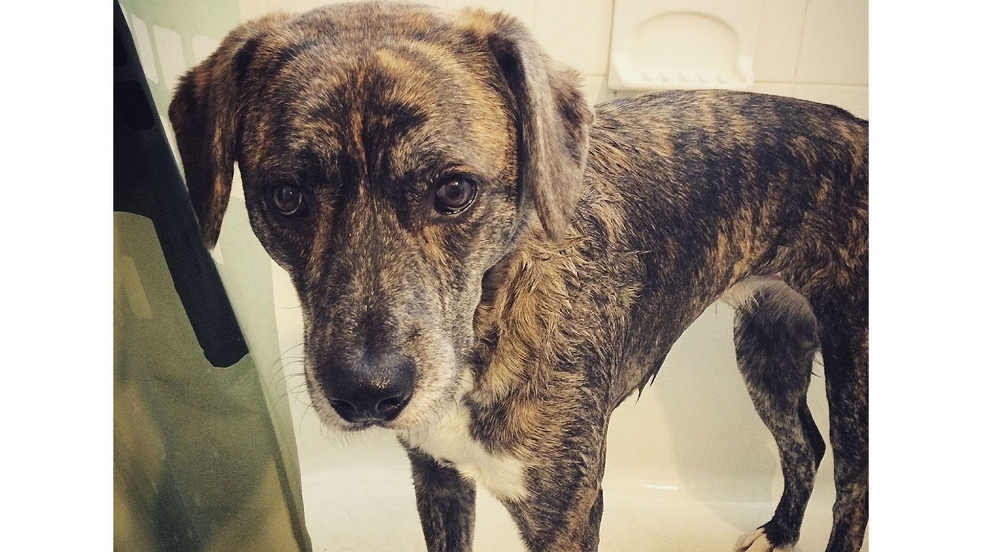 tinddog-charlotte-tinder-for-dogs