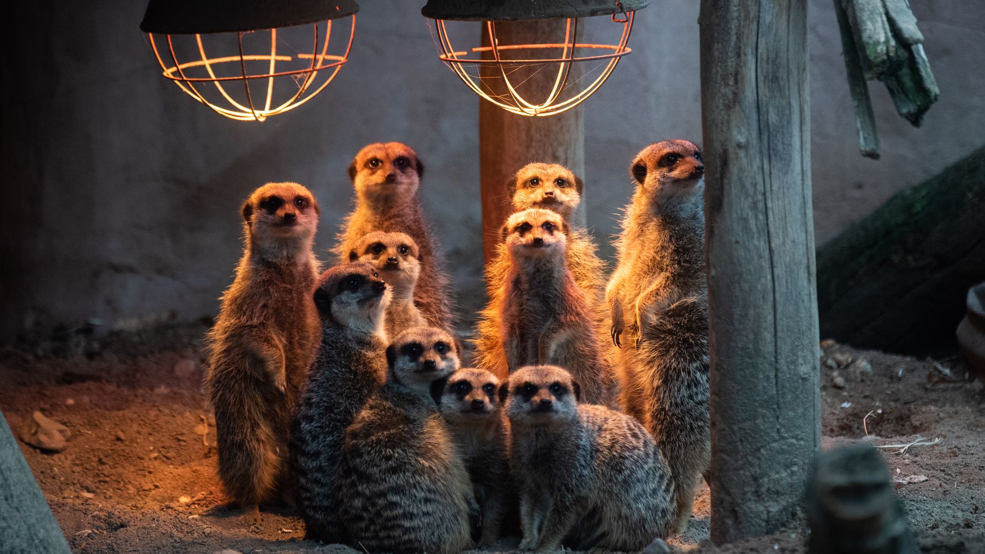 A group of meerkats stand under a heat lamp at the Hannover Zoo.