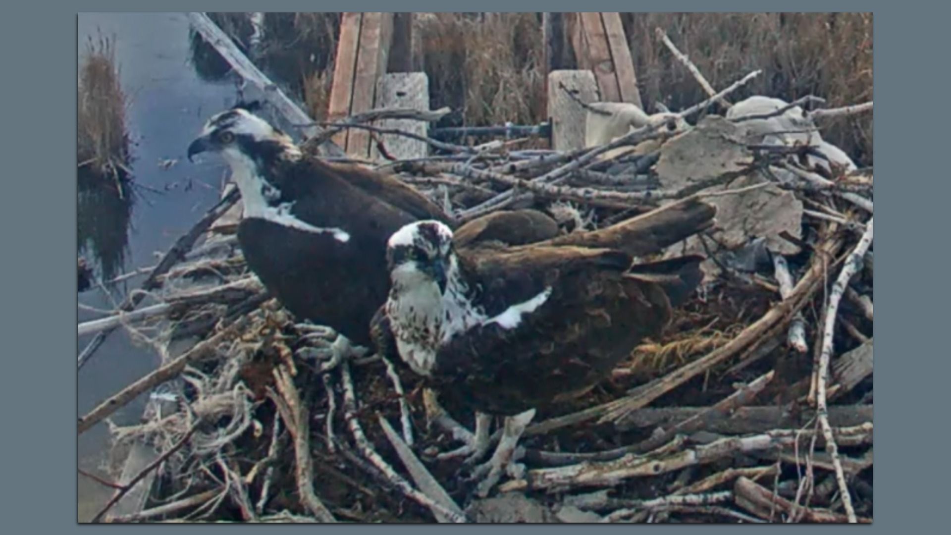 Two ospreys perch in a large stick nest by the water; one adult shows a white head with a dark eye stripe, while a second bird sits nearby among tangled twigs and driftwood.