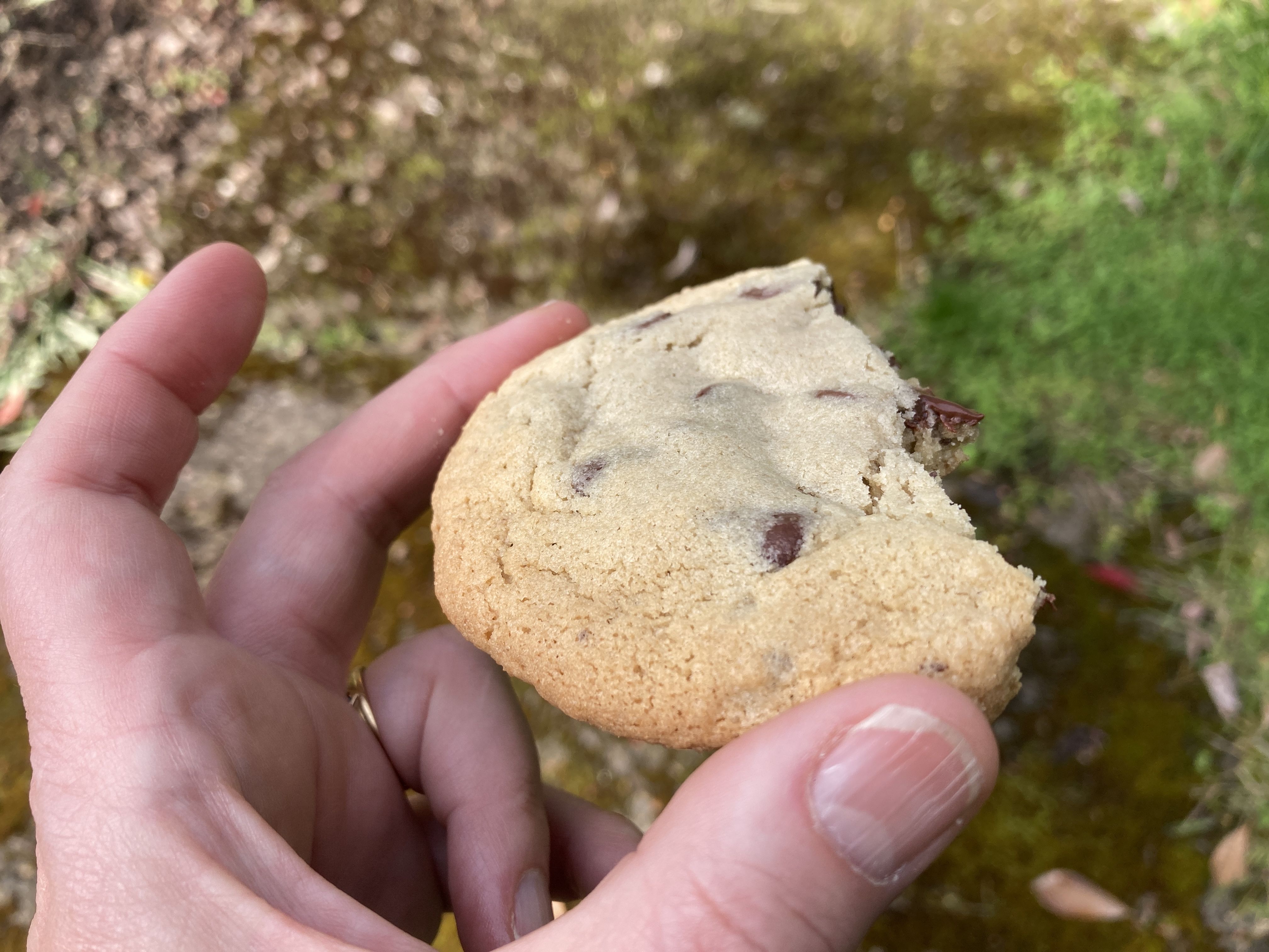 A hand holds a half-eaten chocolate chip cookie out flat; you can see the pale top.