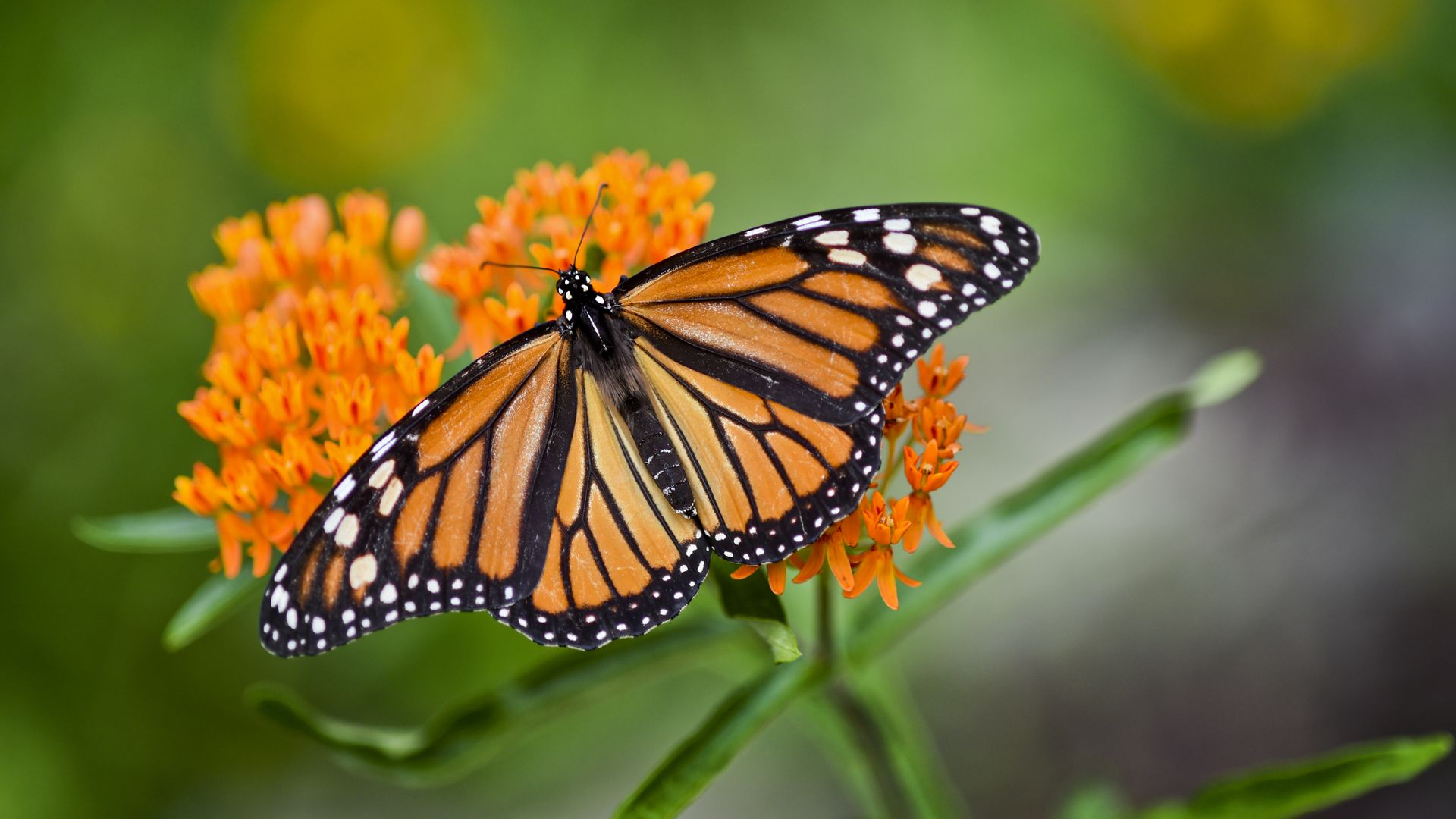 A monarch butterfly rests on an orange milkweed flower