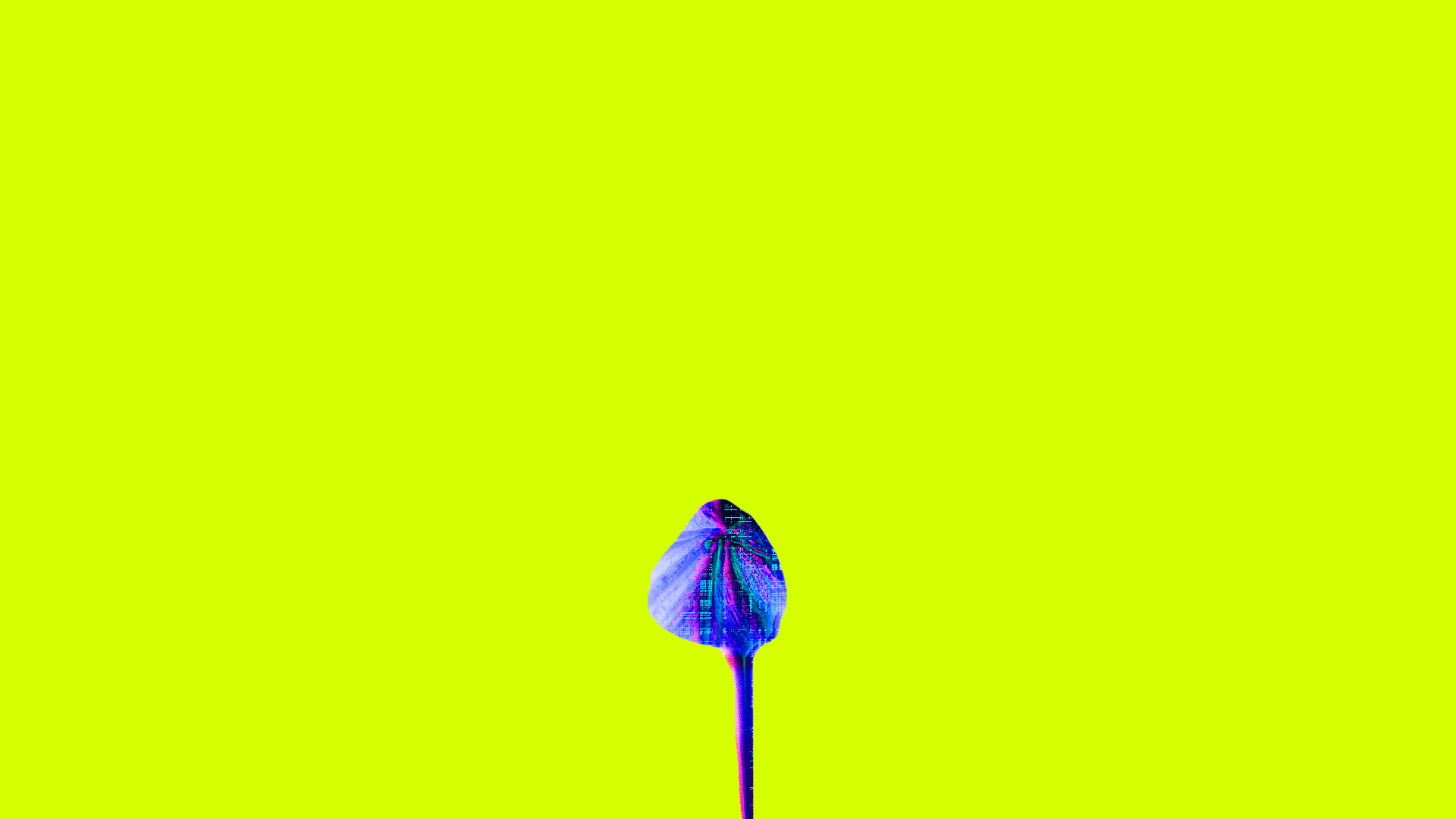 Illustration of a blooming flower with digital patterns