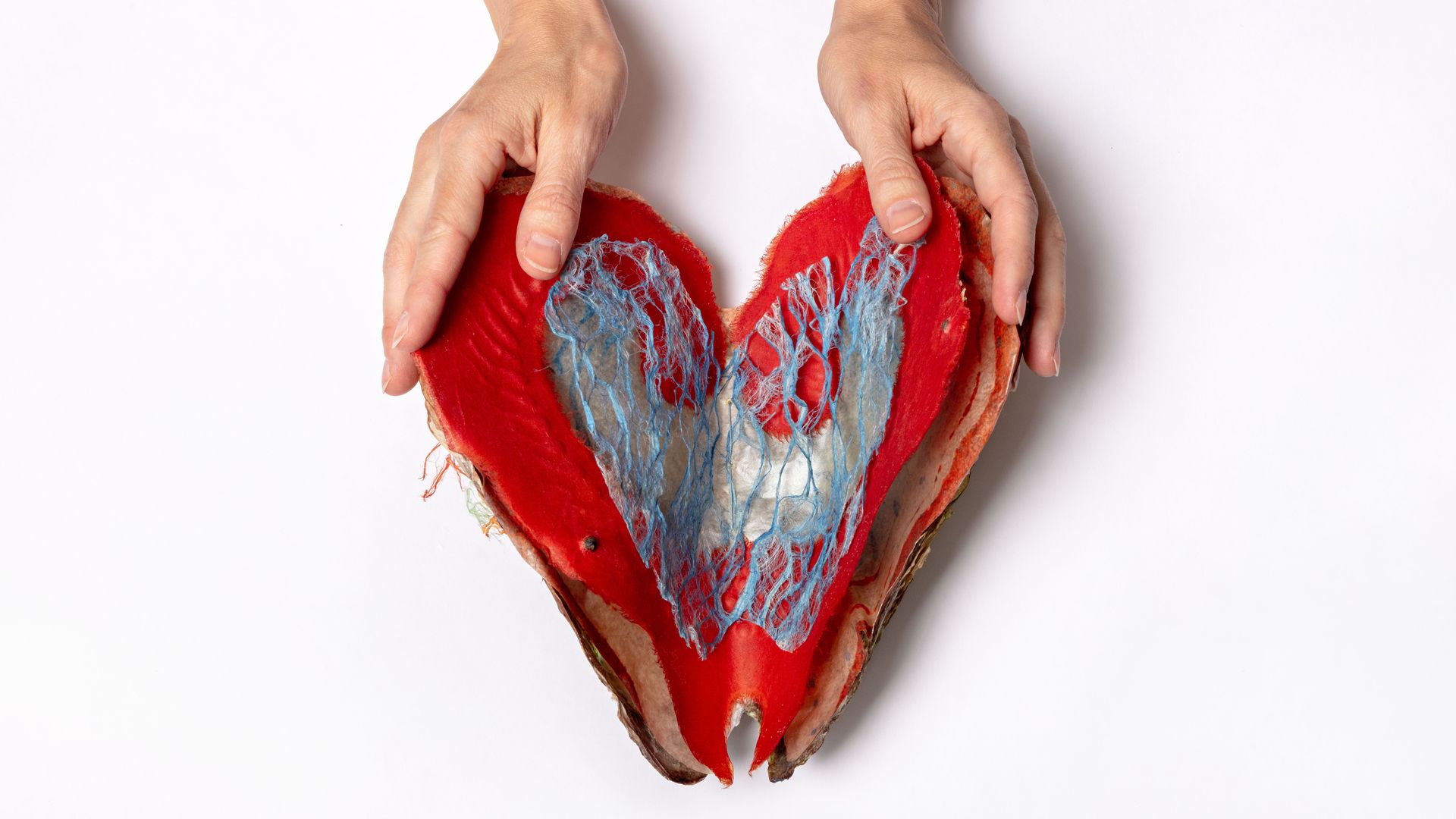 Two hands hold a red, torn heart model with blue netted fibers inside, against a white background.