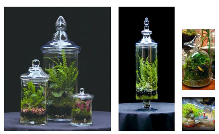 Exceptional Terrariums