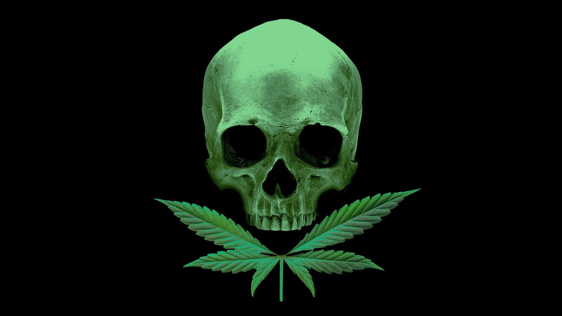 Illustration of a skull and crossbones with the crossbones made from marijuana leaves.