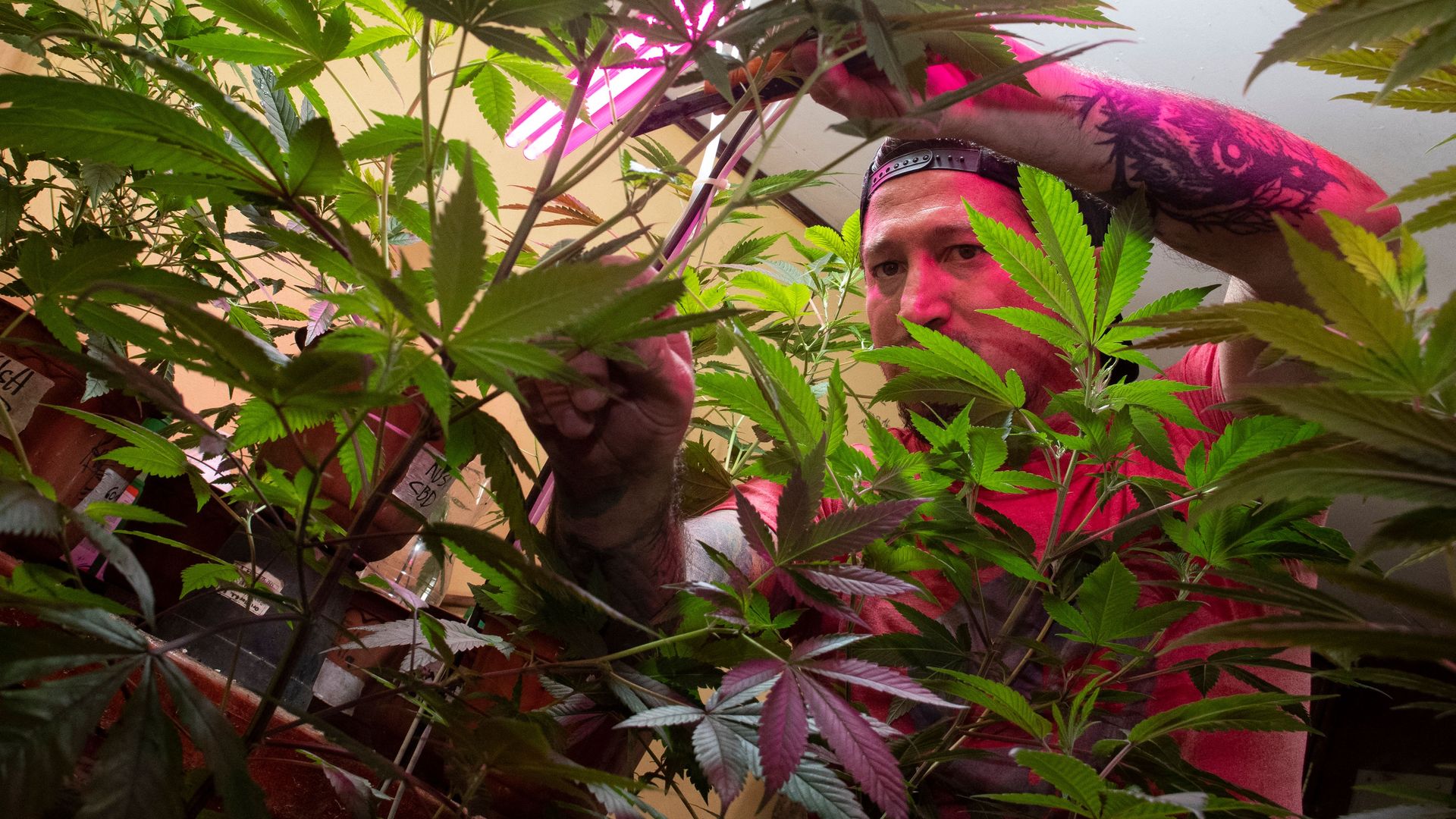 A tattooed man cuts a marijuana plant