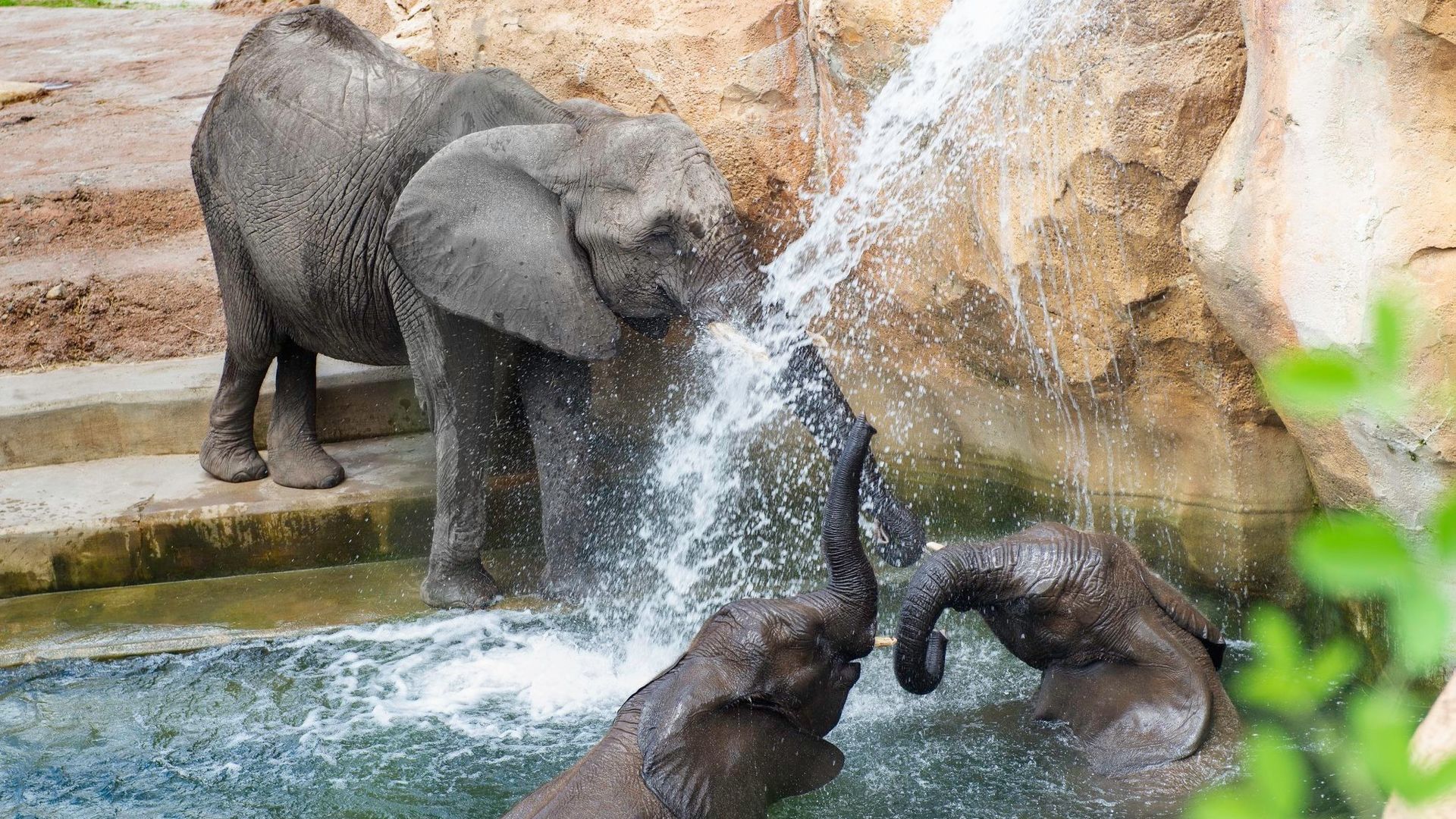 Three African elephants play in a pool of water. Two splash in the water while one stands on steps nearby with its trunk in a little waterfall