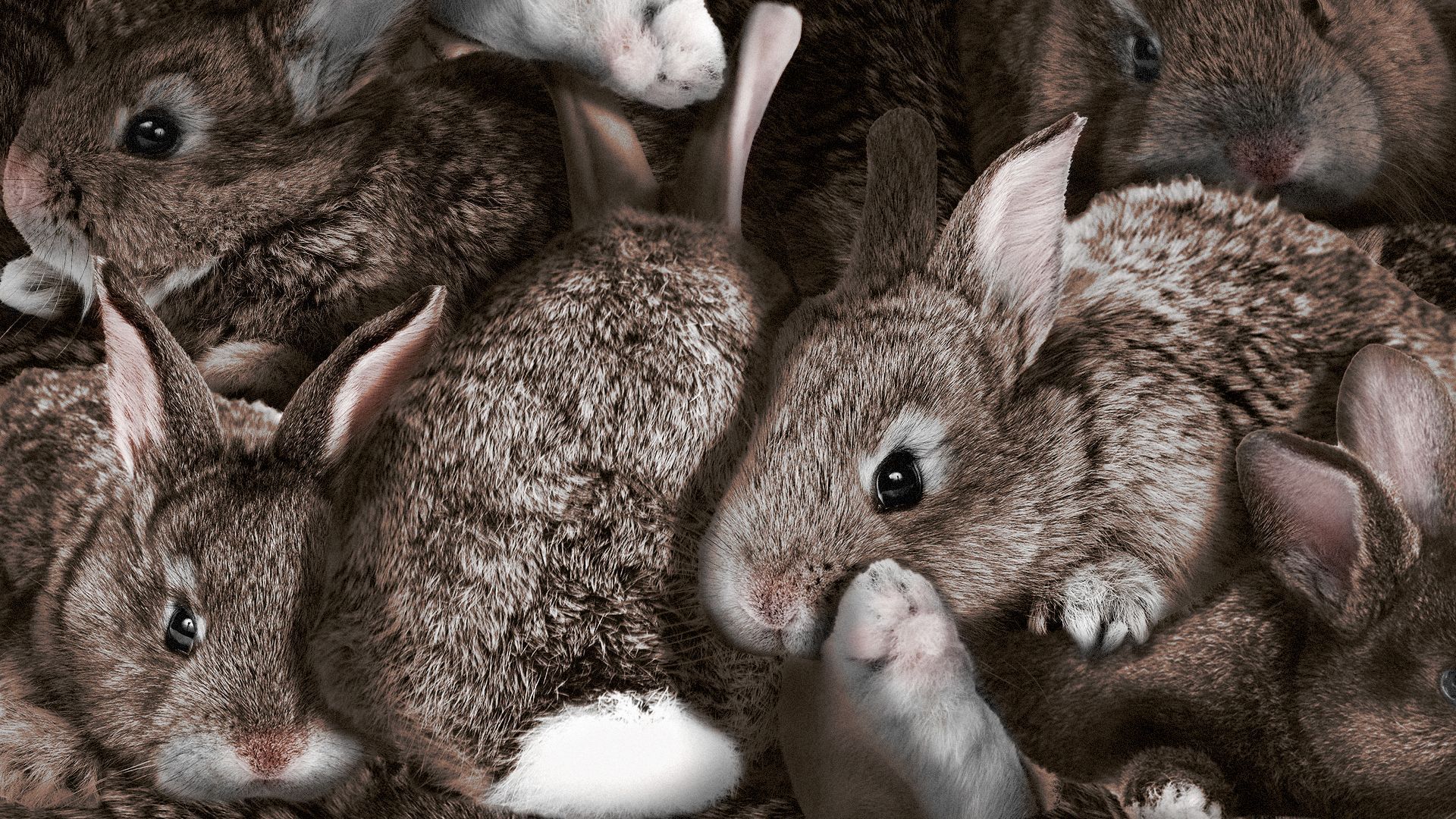 Illustration of many rabbits piled on top of each other.